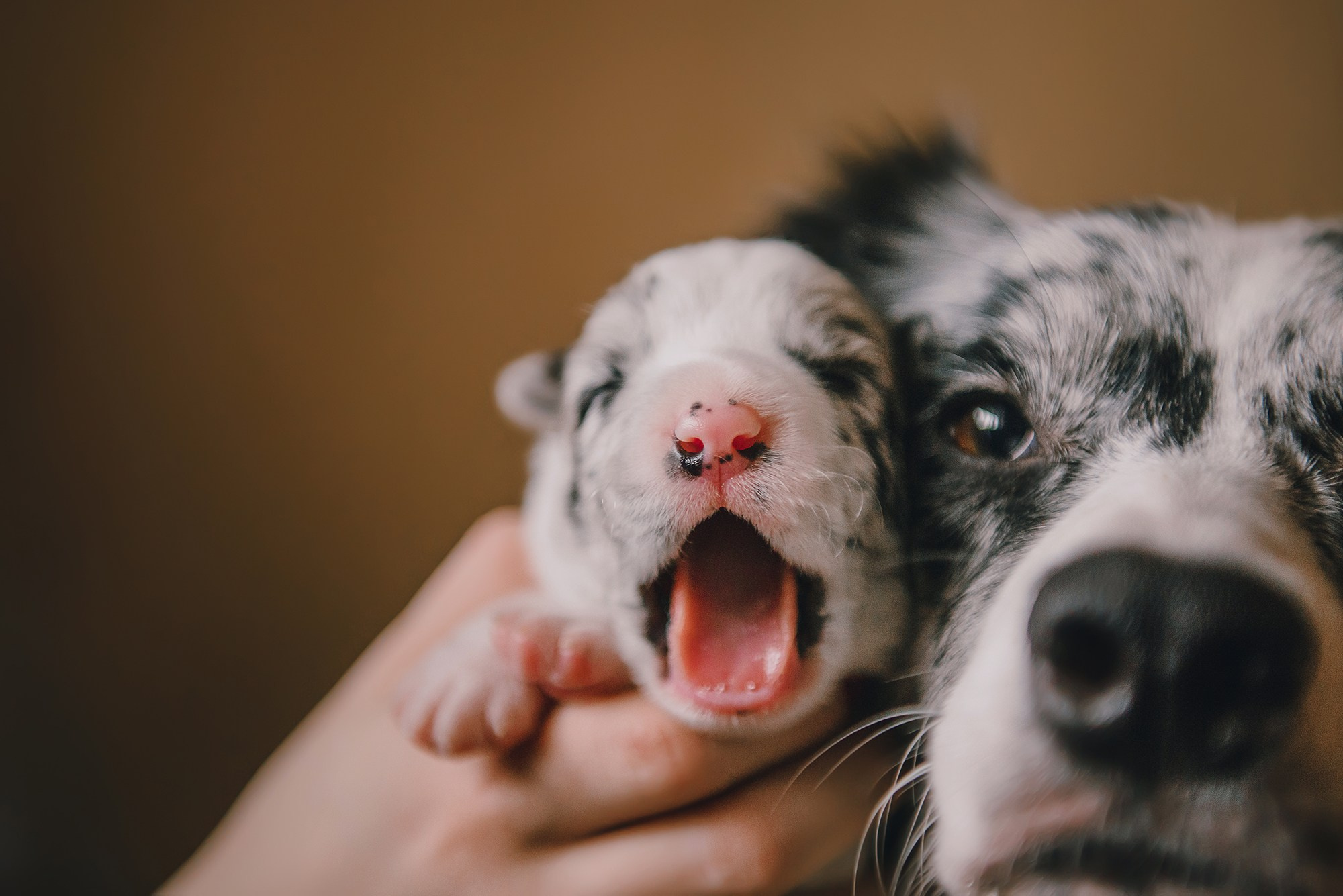 Щенки. Фотограф Анна Тюрина