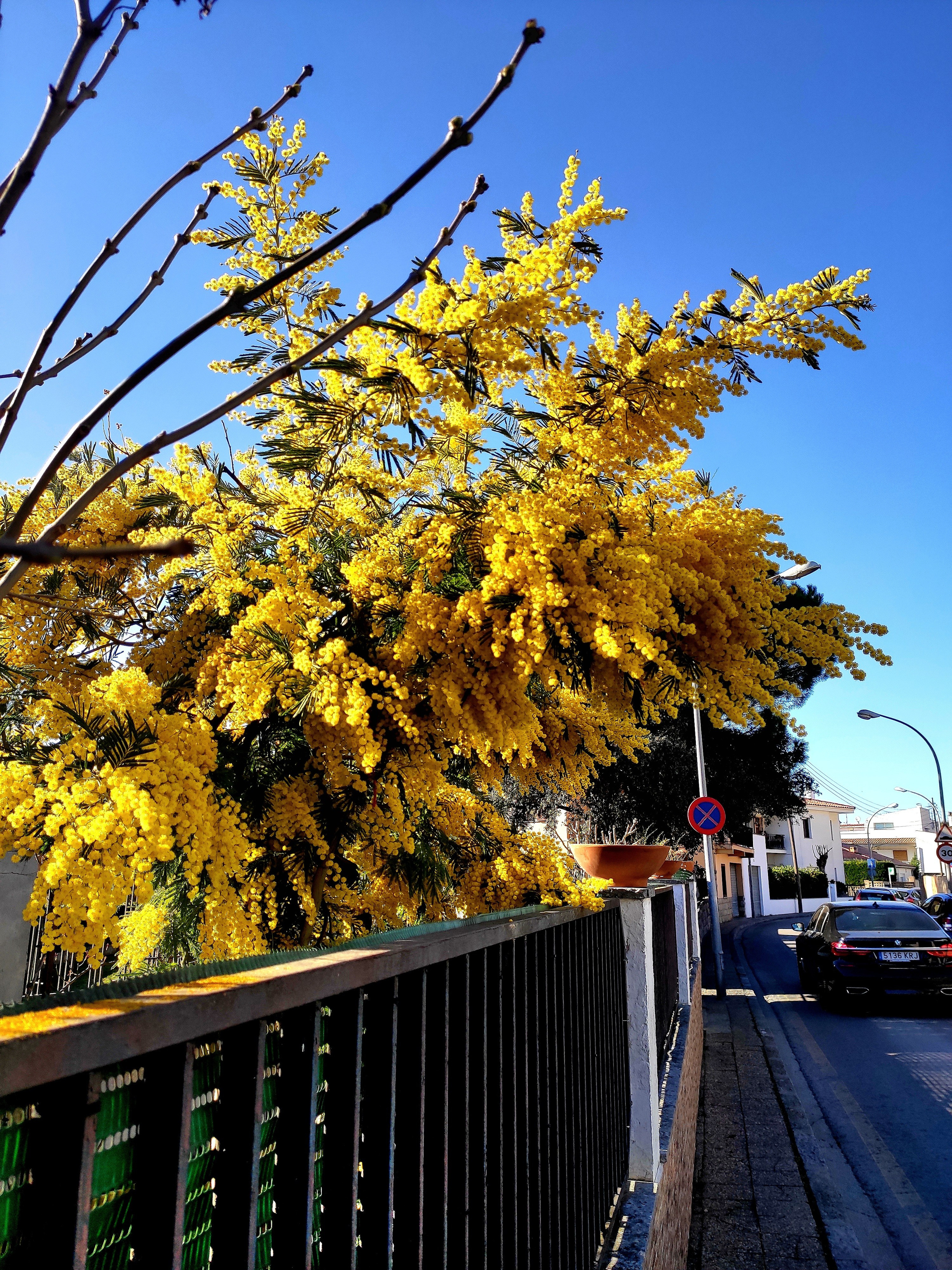 Во дворах цветет мимоза