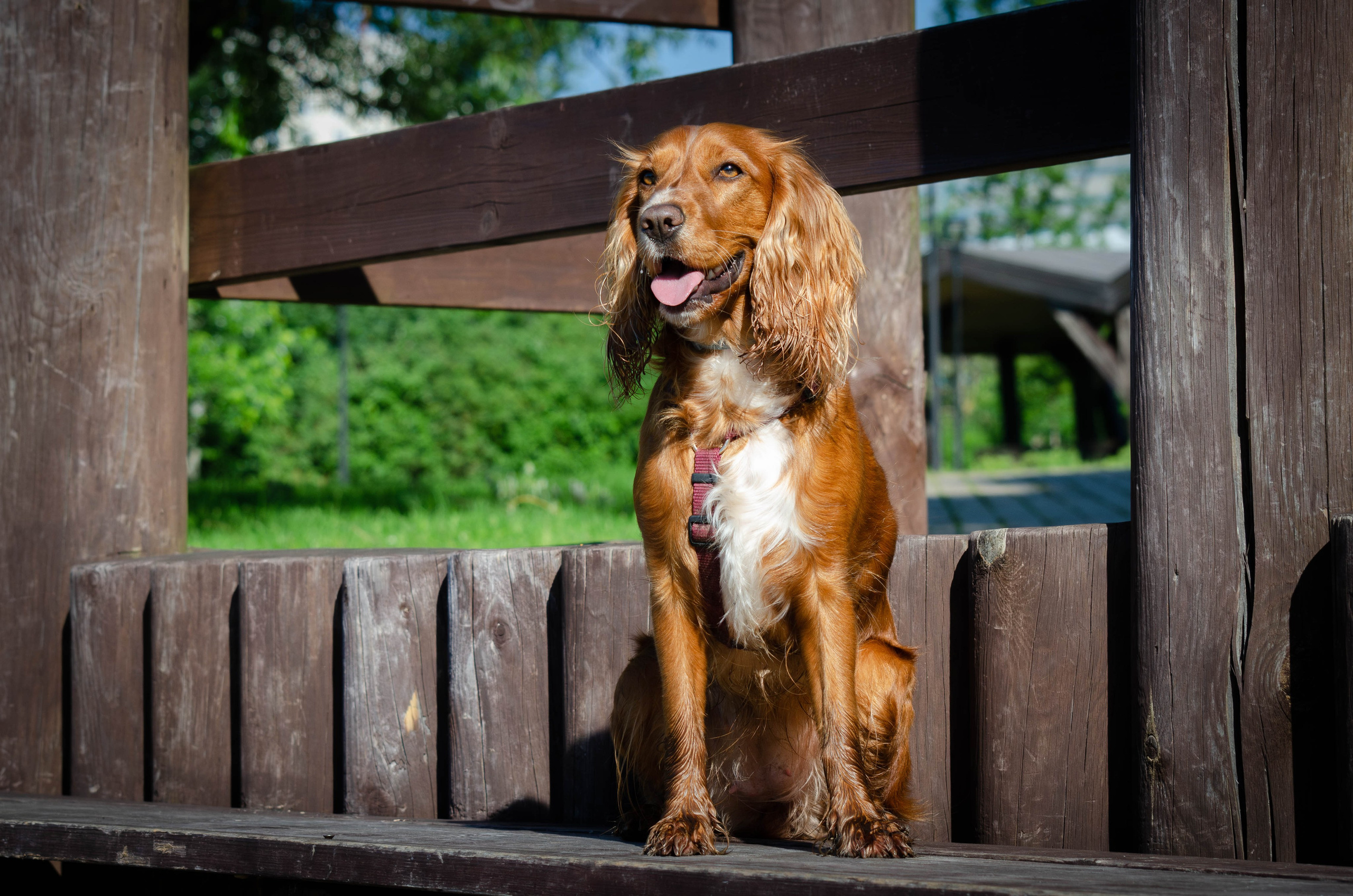 Джесси. Фотограф Светлана Блинова, Москва и Московская область