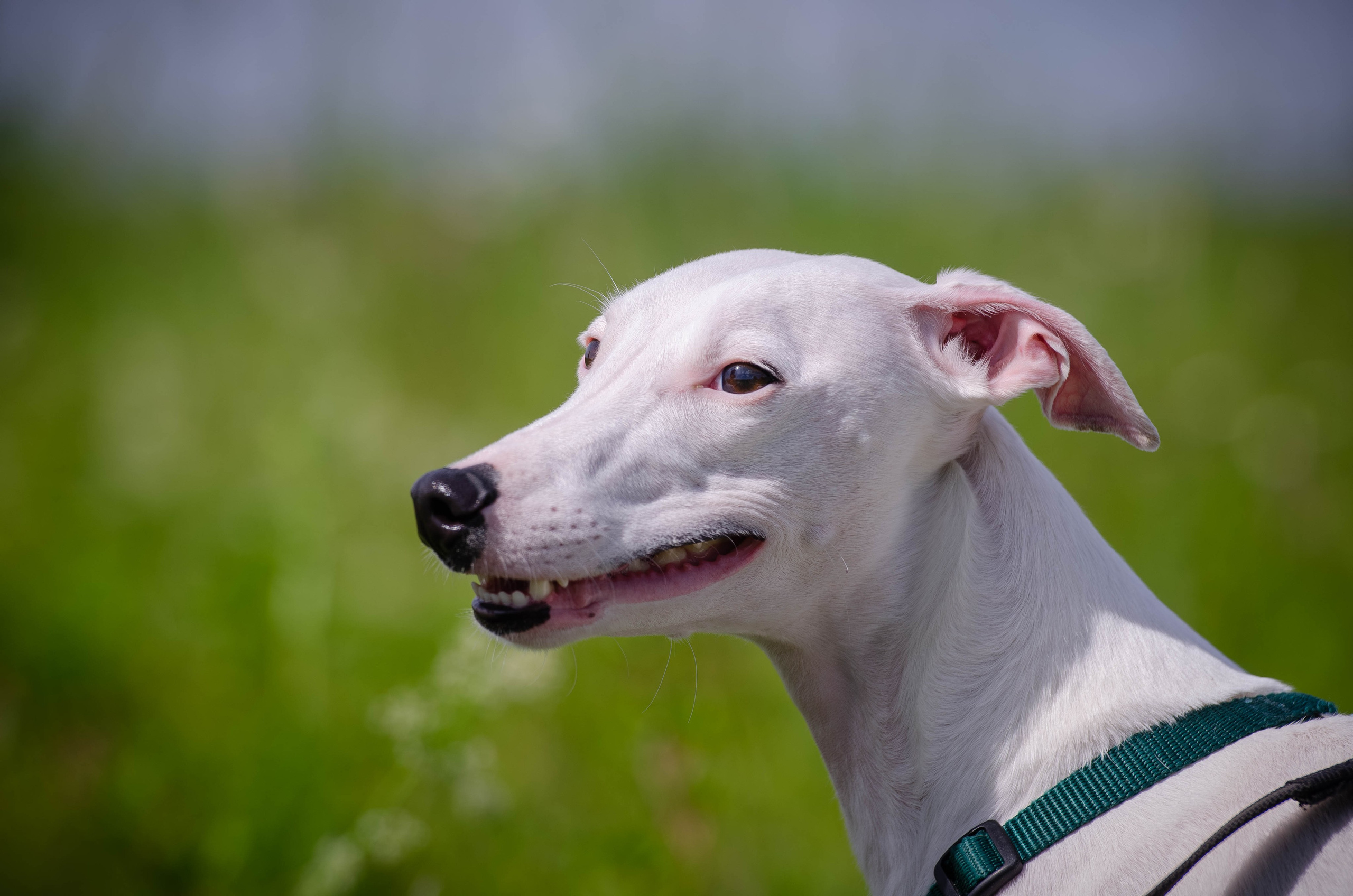 Прогулка (Лохин остров). Фотограф Светлана Блинова, Москва и Московская область