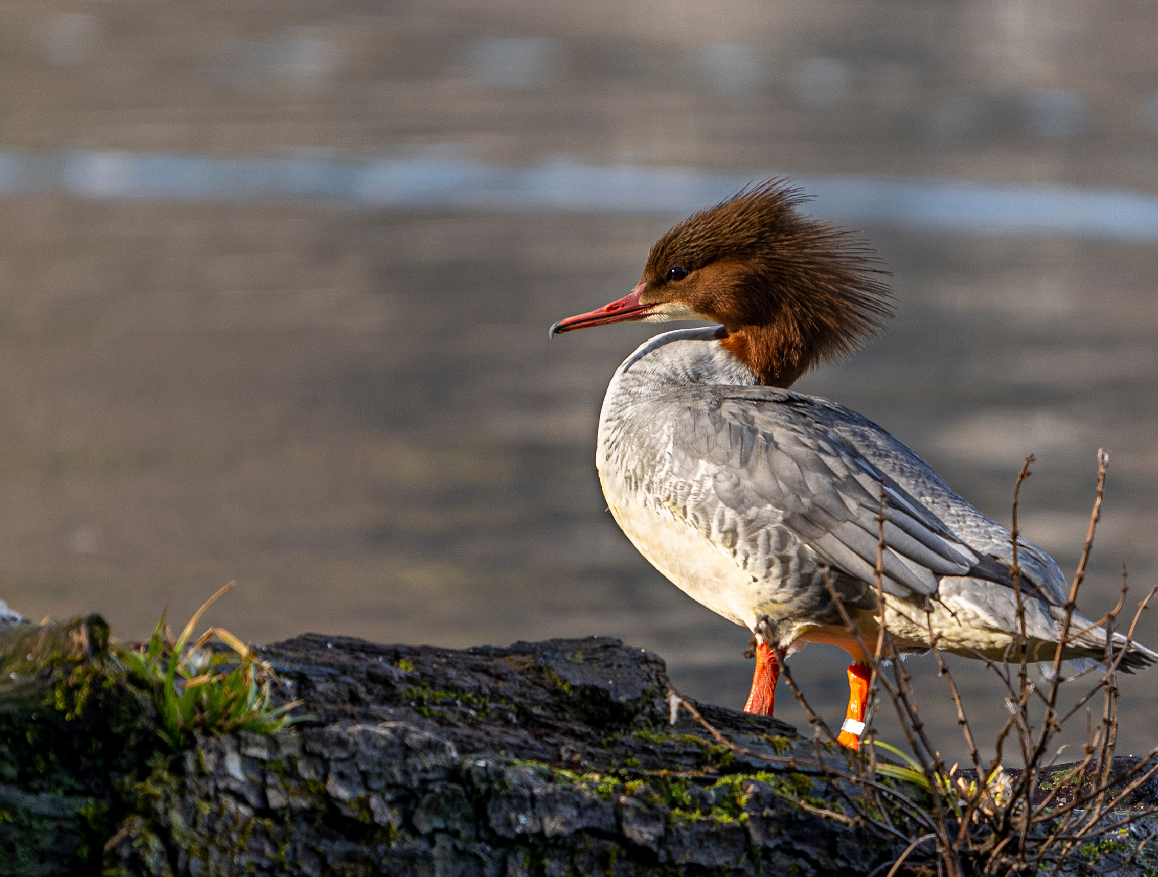Словения 2022. Создание обучающих видеороликов Puponin Production