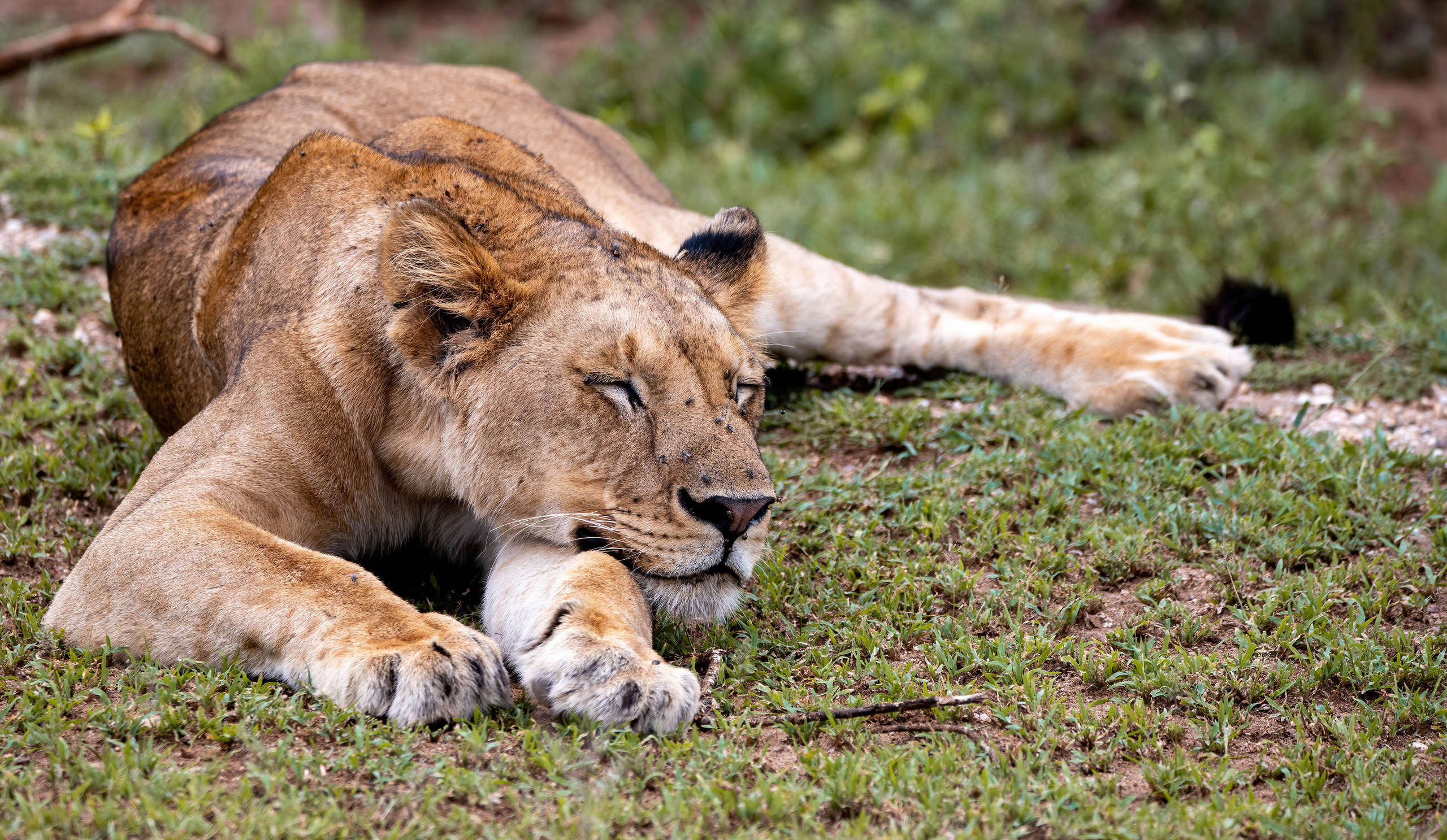 Кошачьи. Создание обучающих видеороликов Puponin Production