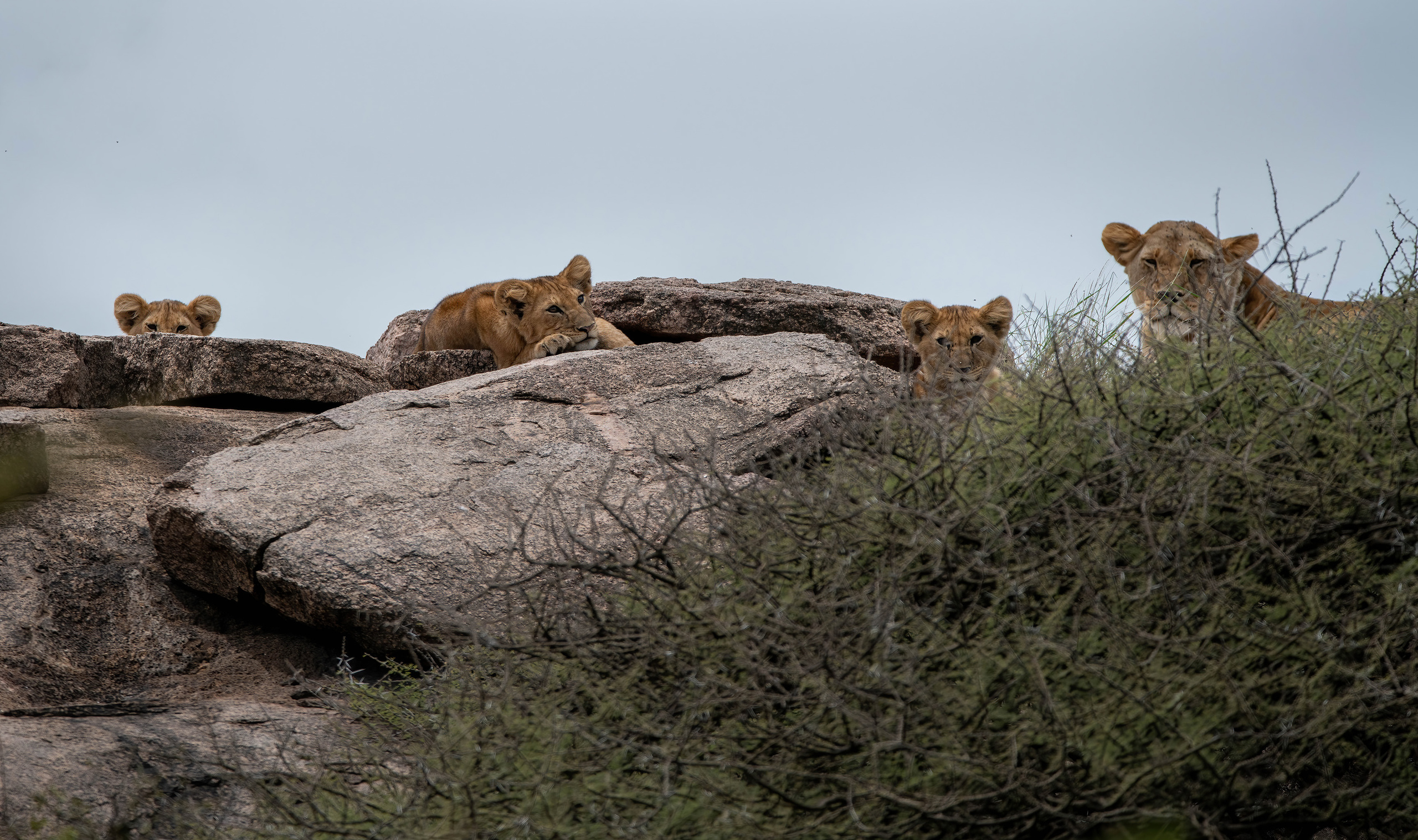 Кошачьи. Создание обучающих видеороликов Puponin Production