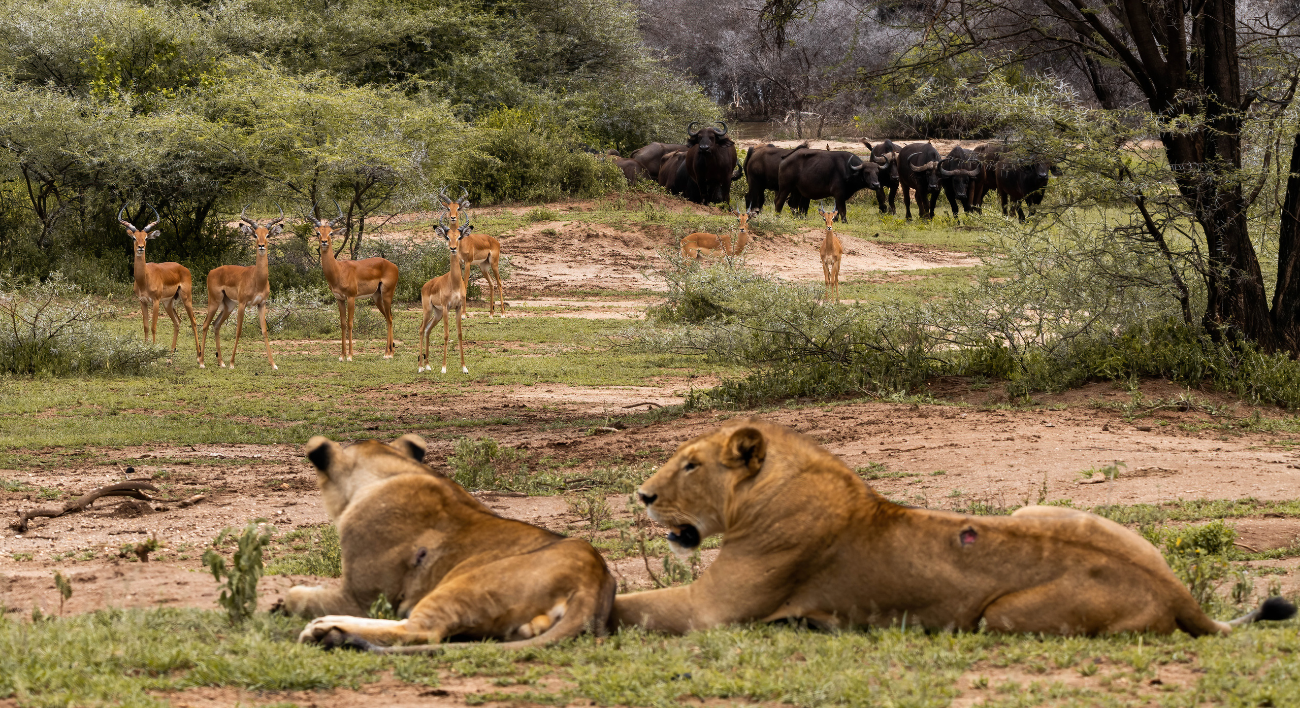 Кошачьи. Создание обучающих видеороликов Puponin Production