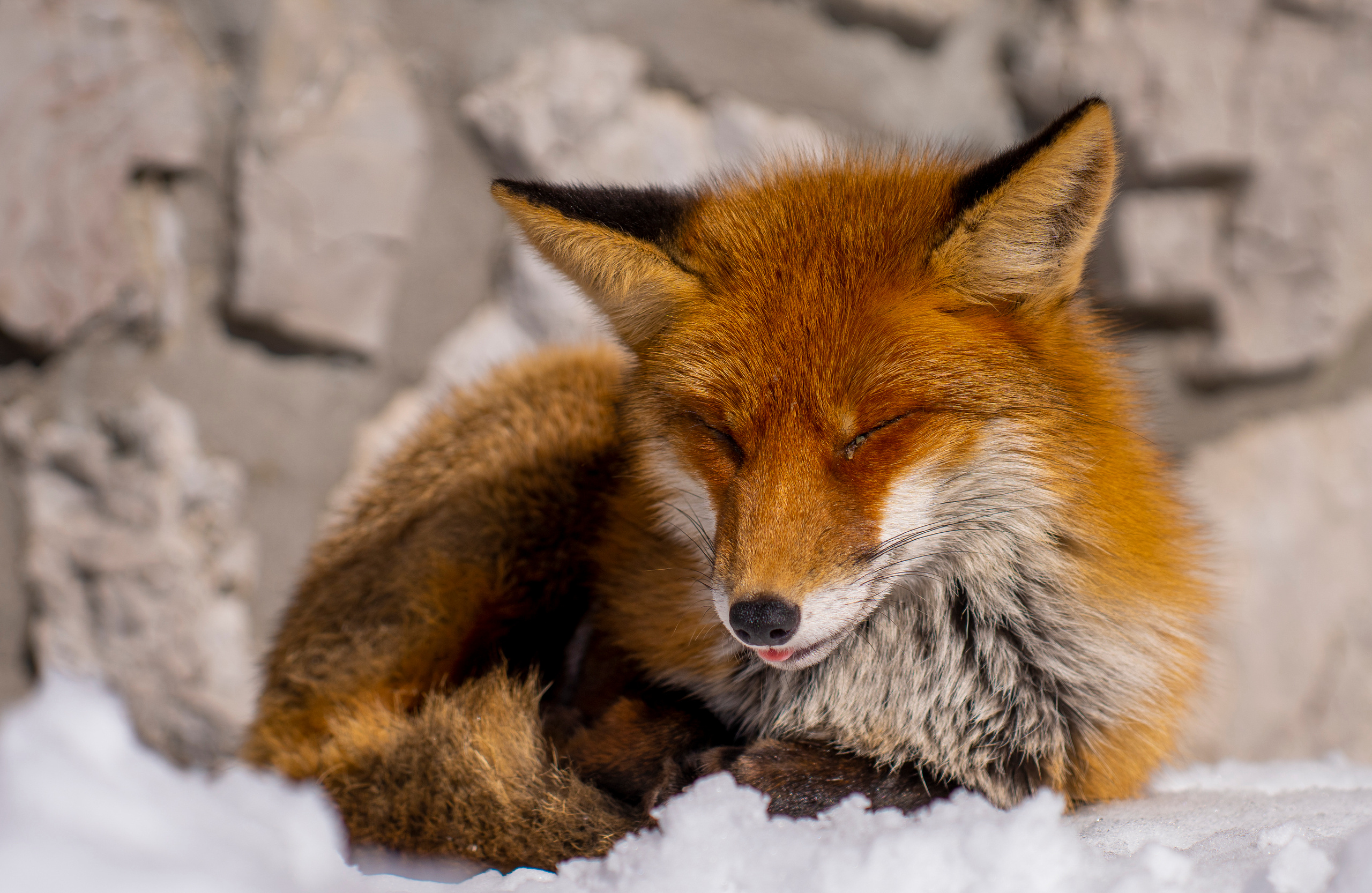 Словения 2022. Создание обучающих видеороликов Puponin Production