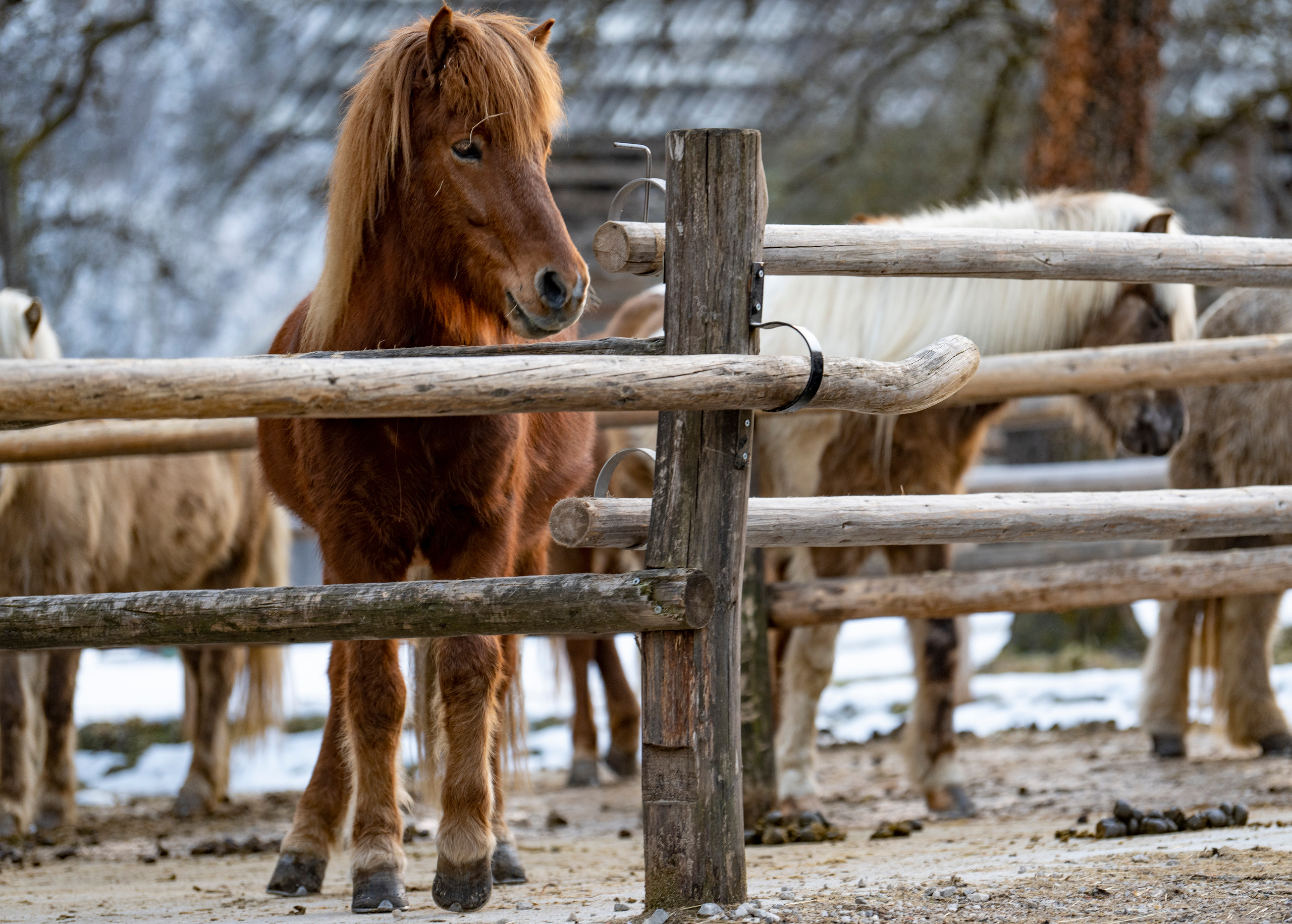 Словения 2022. Создание обучающих видеороликов Puponin Production