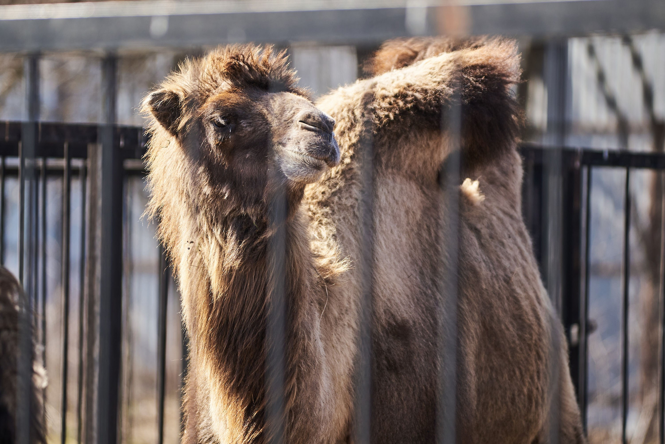 Зоопарк Иваново. Фотограф в Иваново: Каталожная съемка одежды и постельного белья, Wildberries