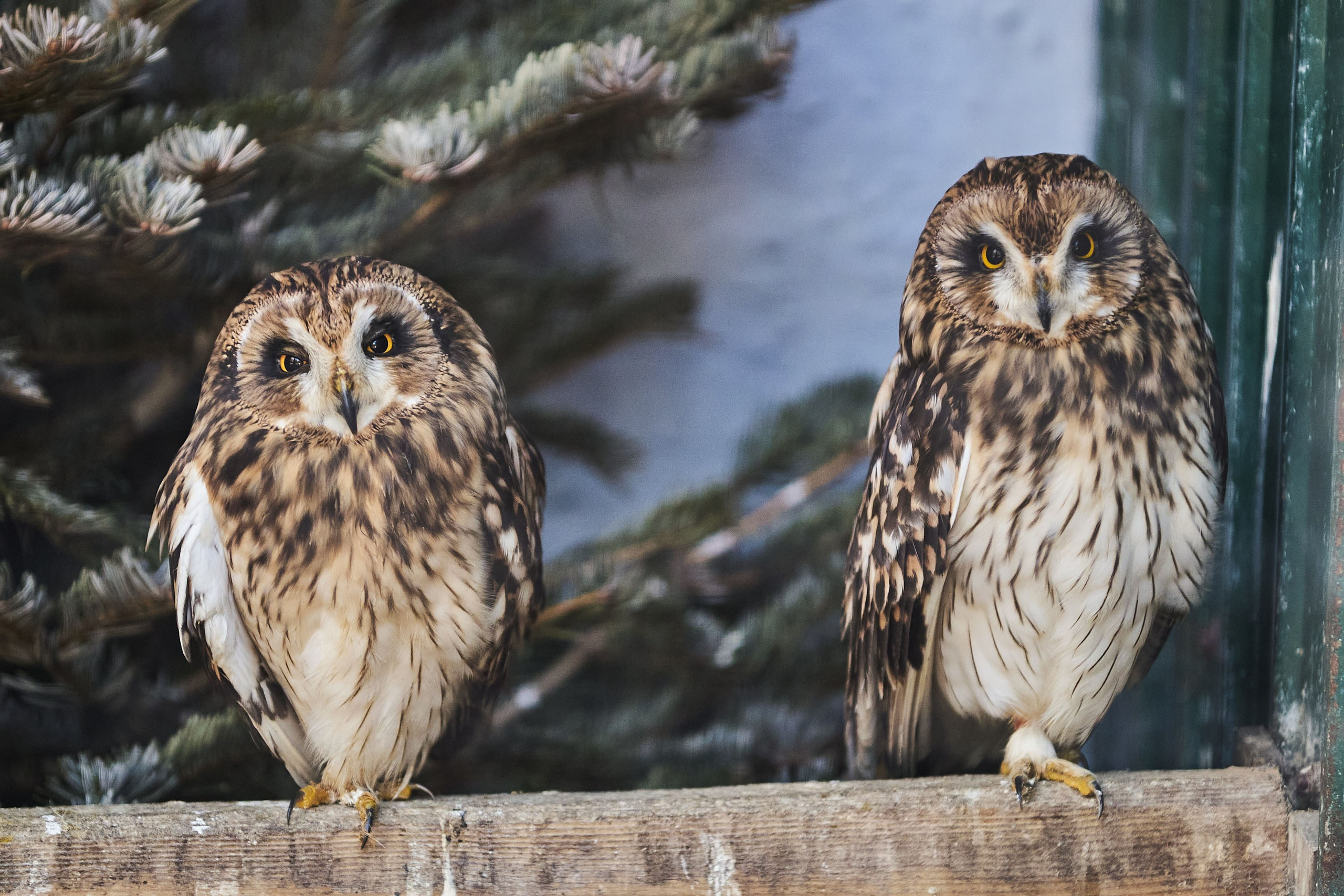 Зоопарк Иваново. Фотограф в Иваново: Каталожная съемка одежды и постельного белья, Wildberries