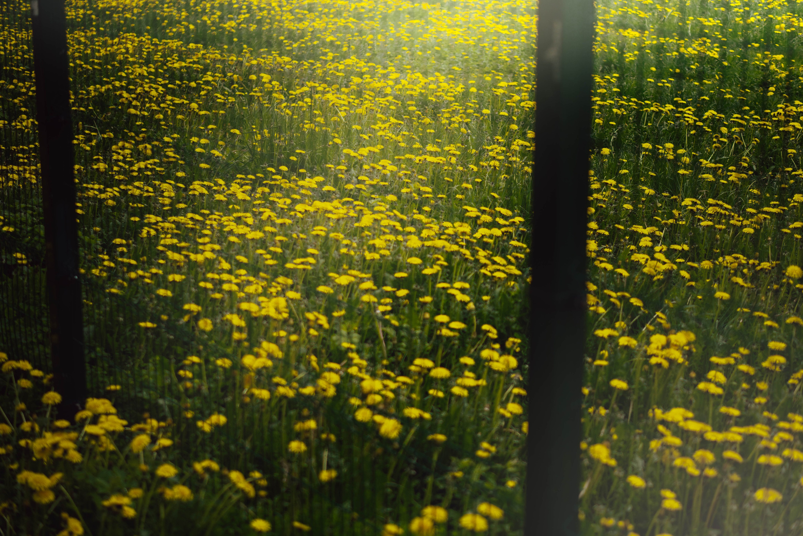 Уличная съёмка (2). Видео и Фото