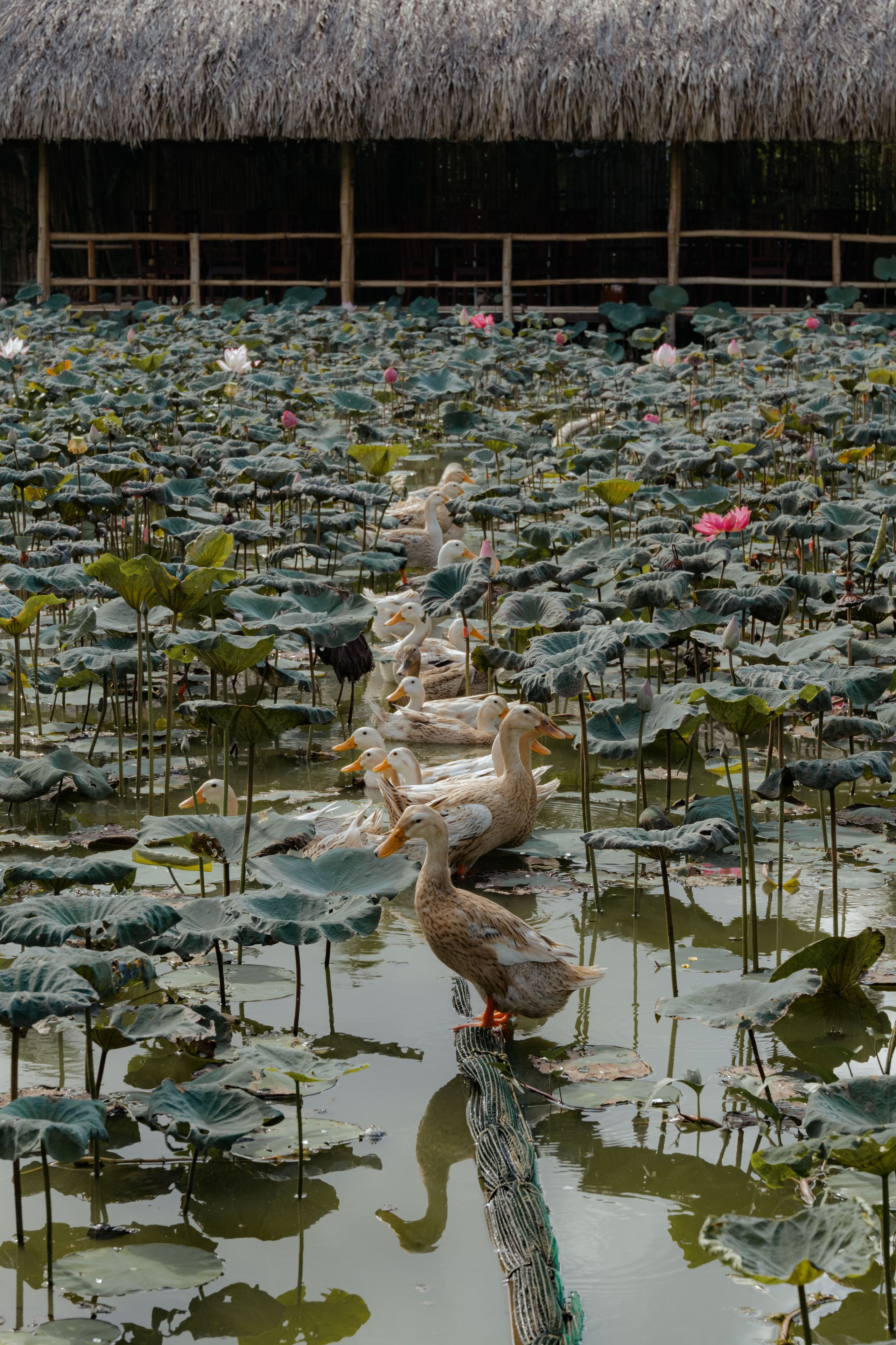 Локация "Озеро Лотосов". Портретный фотограф Нячанг | Юлия Мешанина