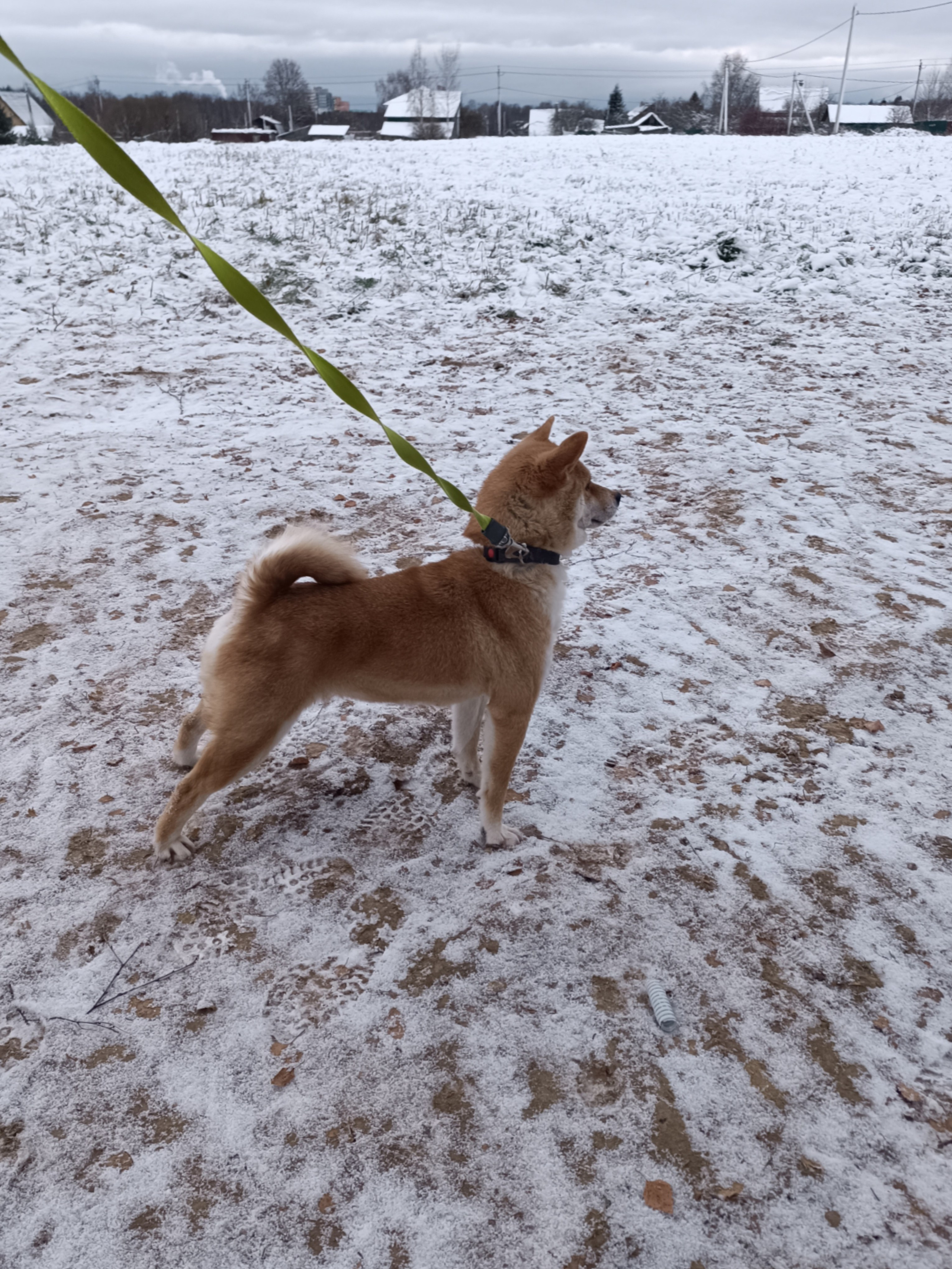 Питомник Рубилайт Сиба Эми* Exceligmos Zaffiro Verde 