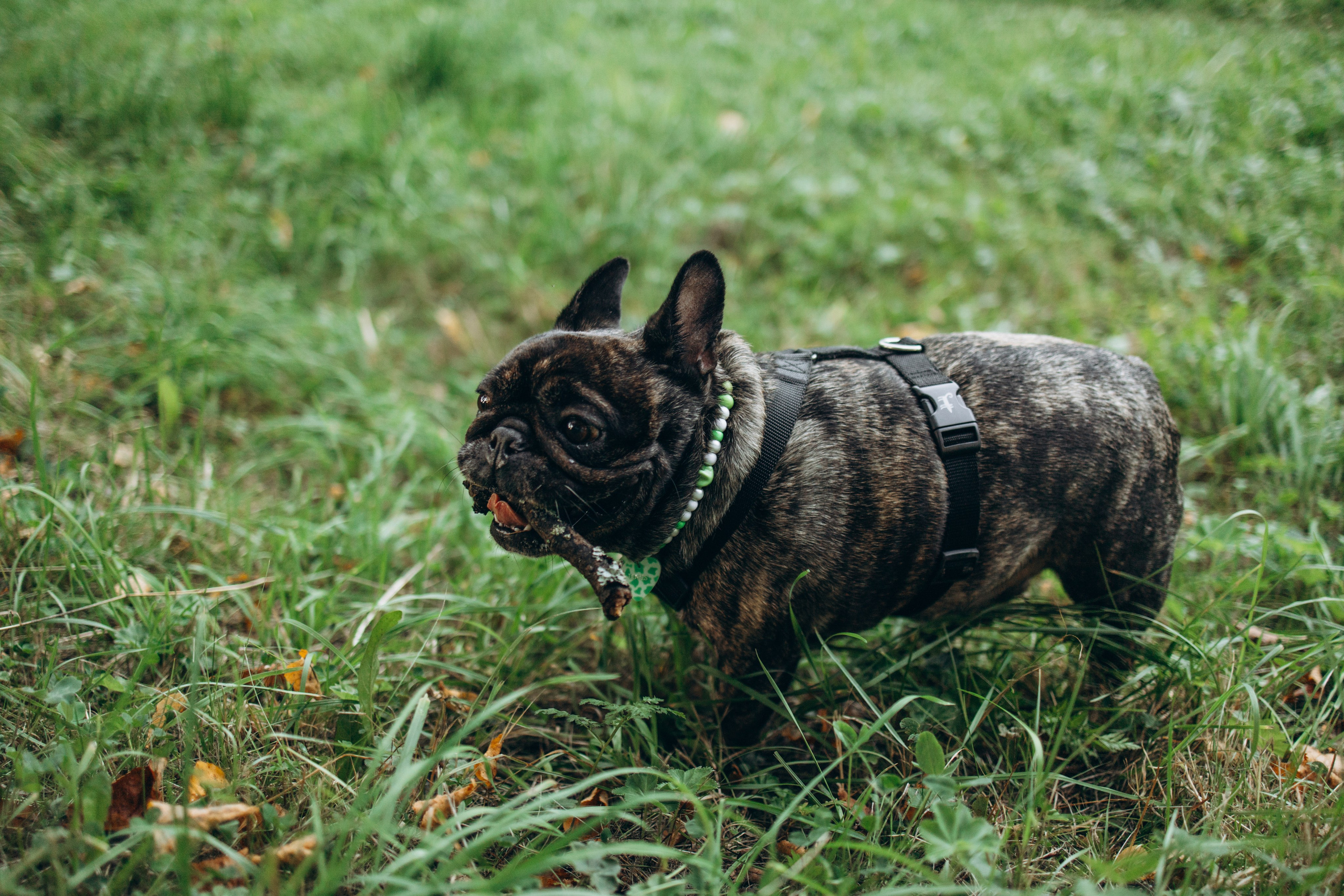 Олеся и Луи. Фотограф — Анималист | Санкт-Петербург