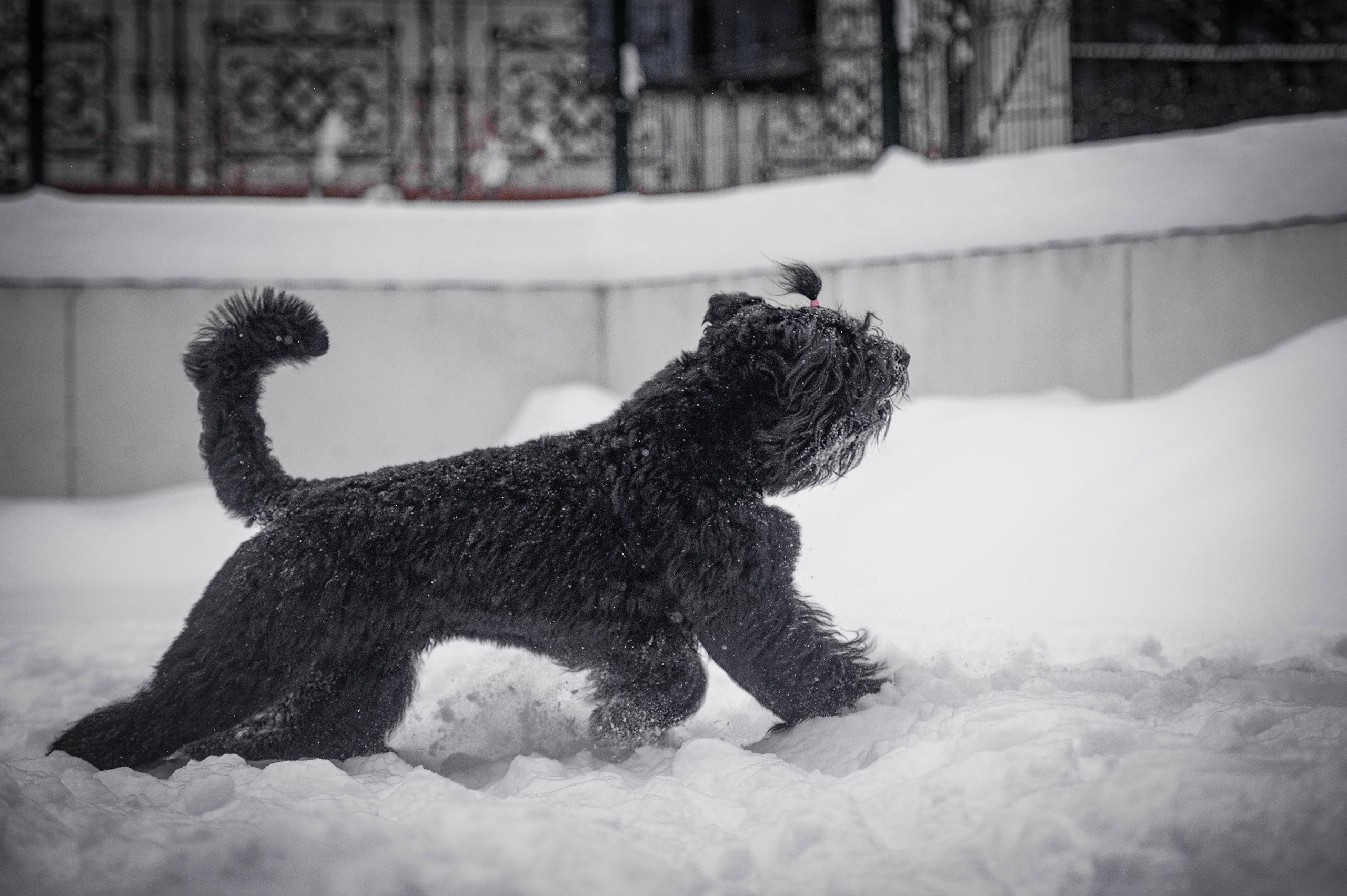 Клео. Фотограф-анималист