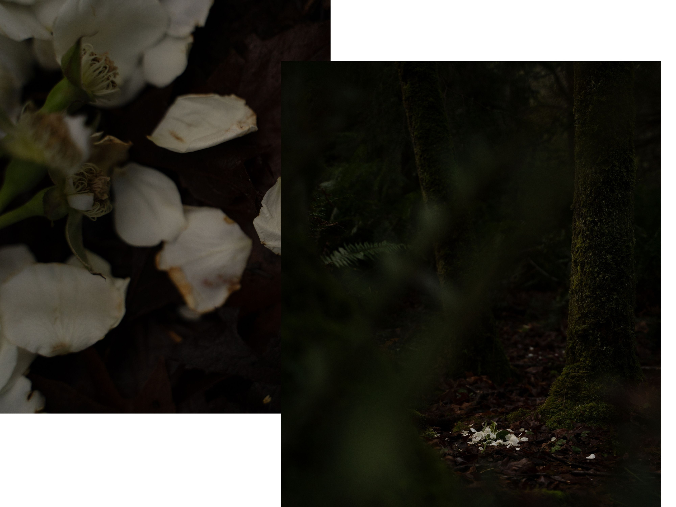 A midsummer night’s dream [magic flower]. Wedding & engagement photographer in Seattle, WA. Tania Maureira