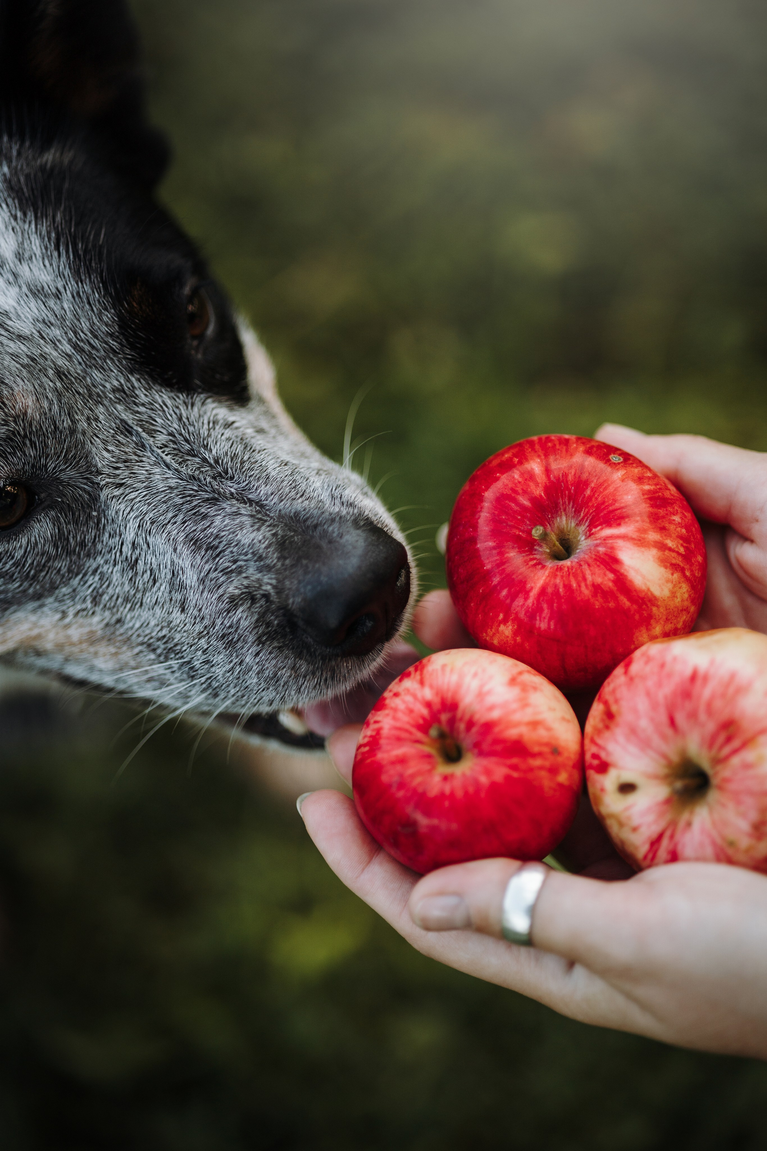 Кода и ее семья. Фотограф — Анималист | Санкт-Петербург