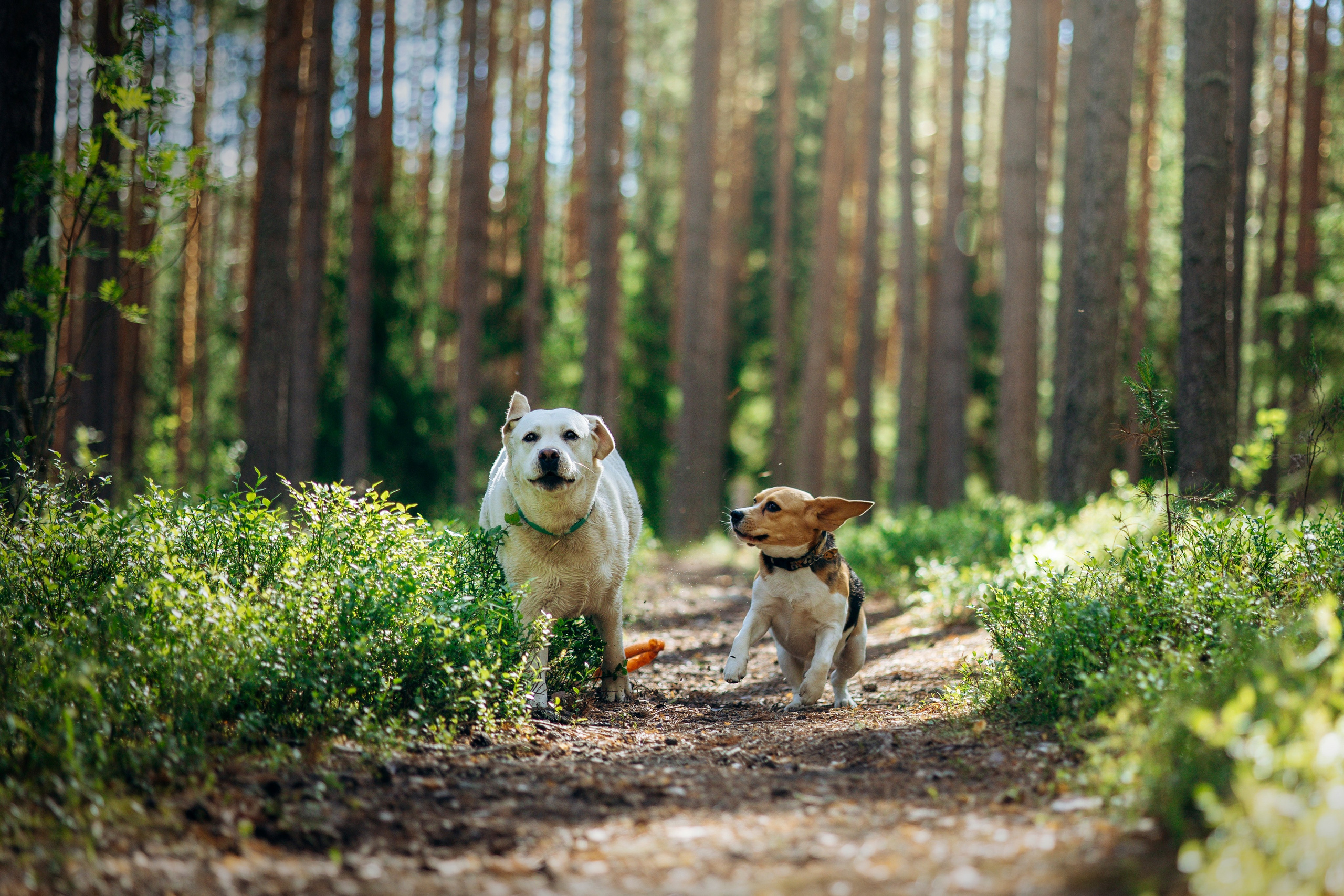 Котофеи и их семья. Фотограф — Анималист | Санкт-Петербург