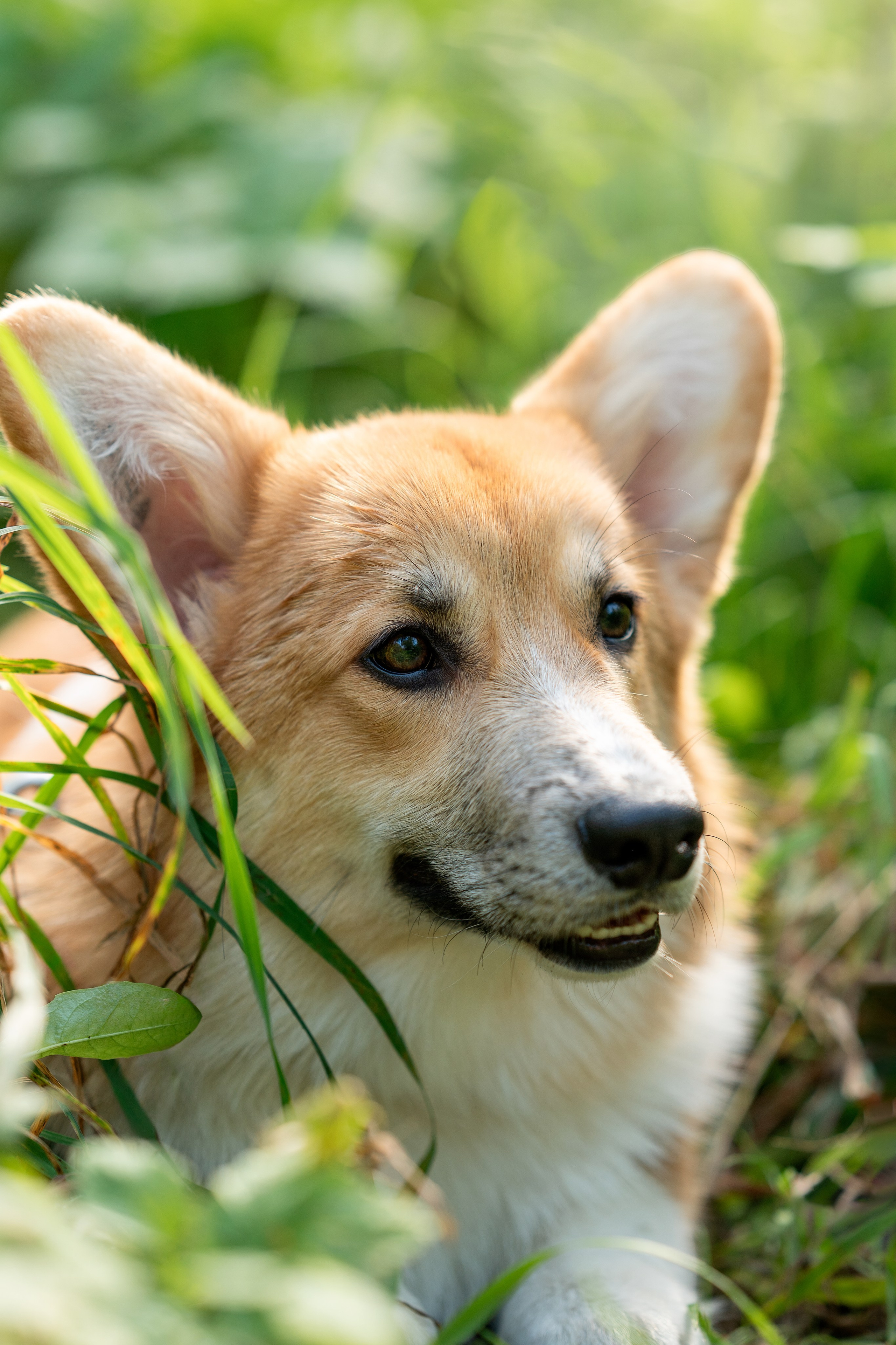 Заводчик Ольга Кушкина. Творческий фотограф Вологда