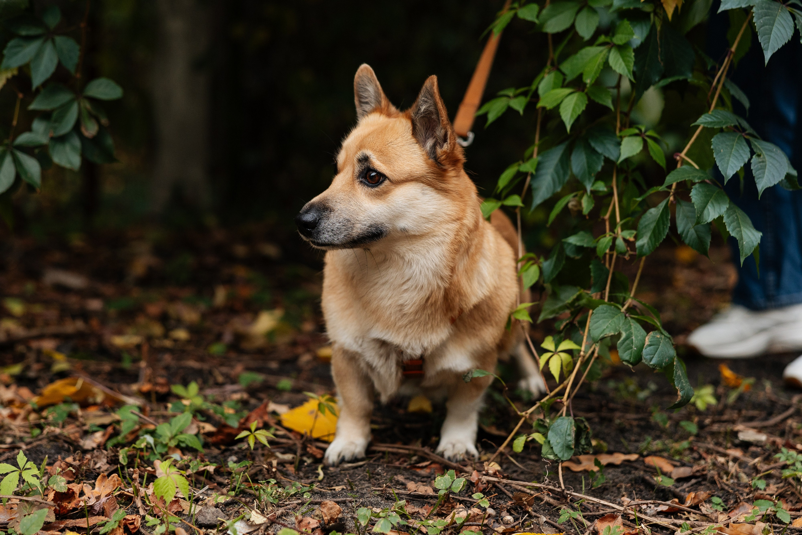 Антон и Настя. Свадебный и репортажный фотограф в Воронеже Сергей Максимов