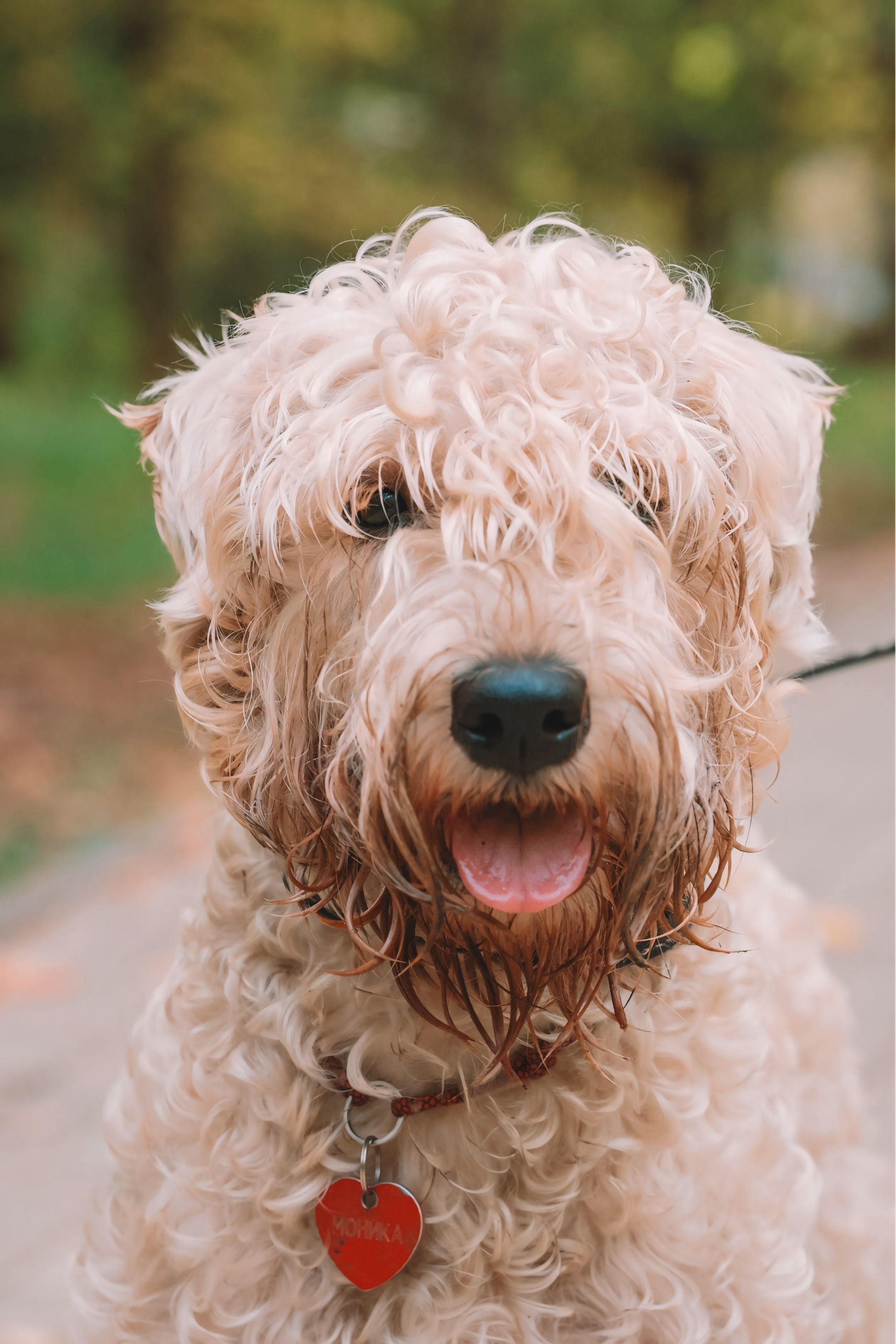 Четыре лапы и мокрый нос. Портретный и семейный фотограф в Москве Мария Иванова