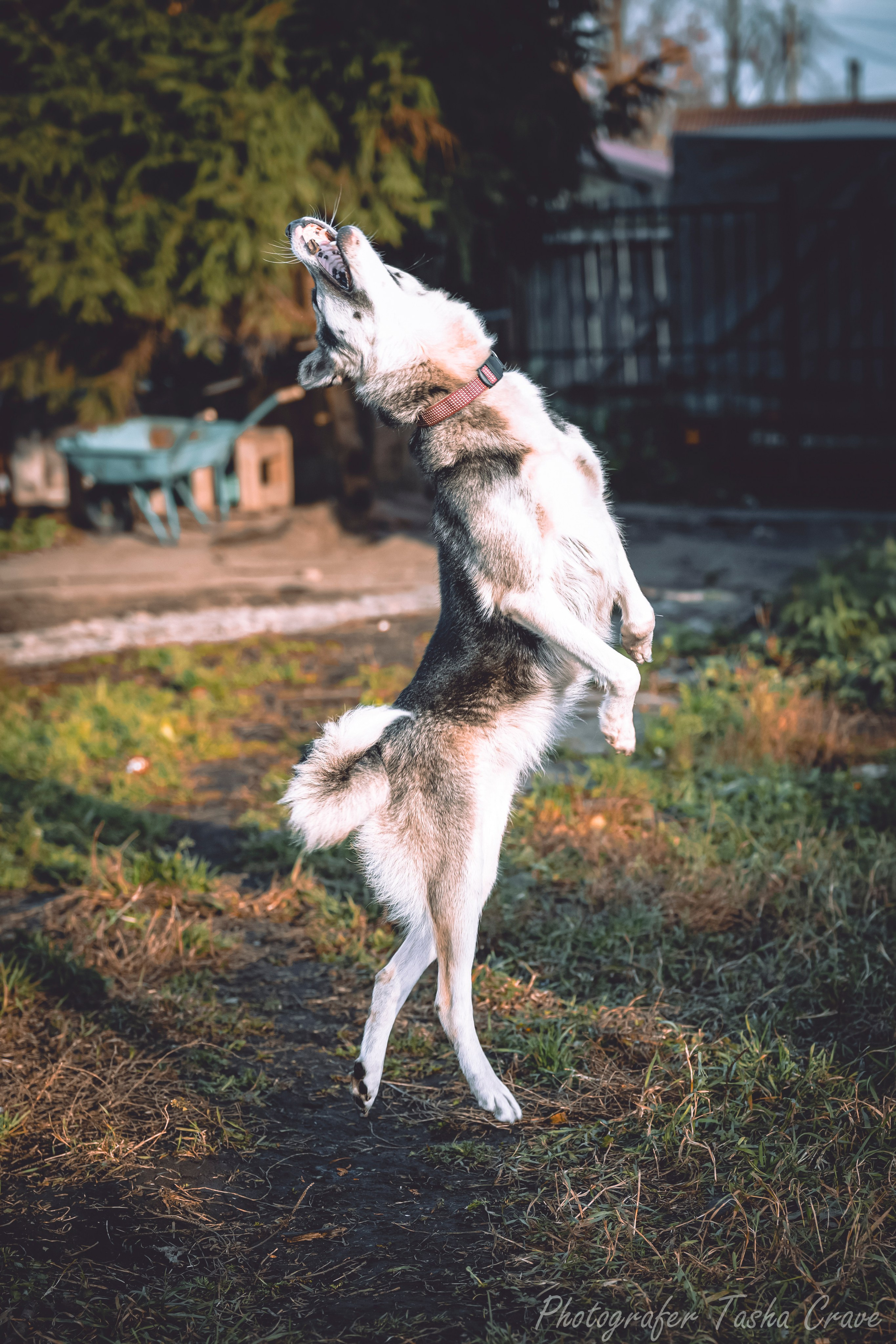 Фотограф анималист в Санкт-Петербурге Таша Крейв