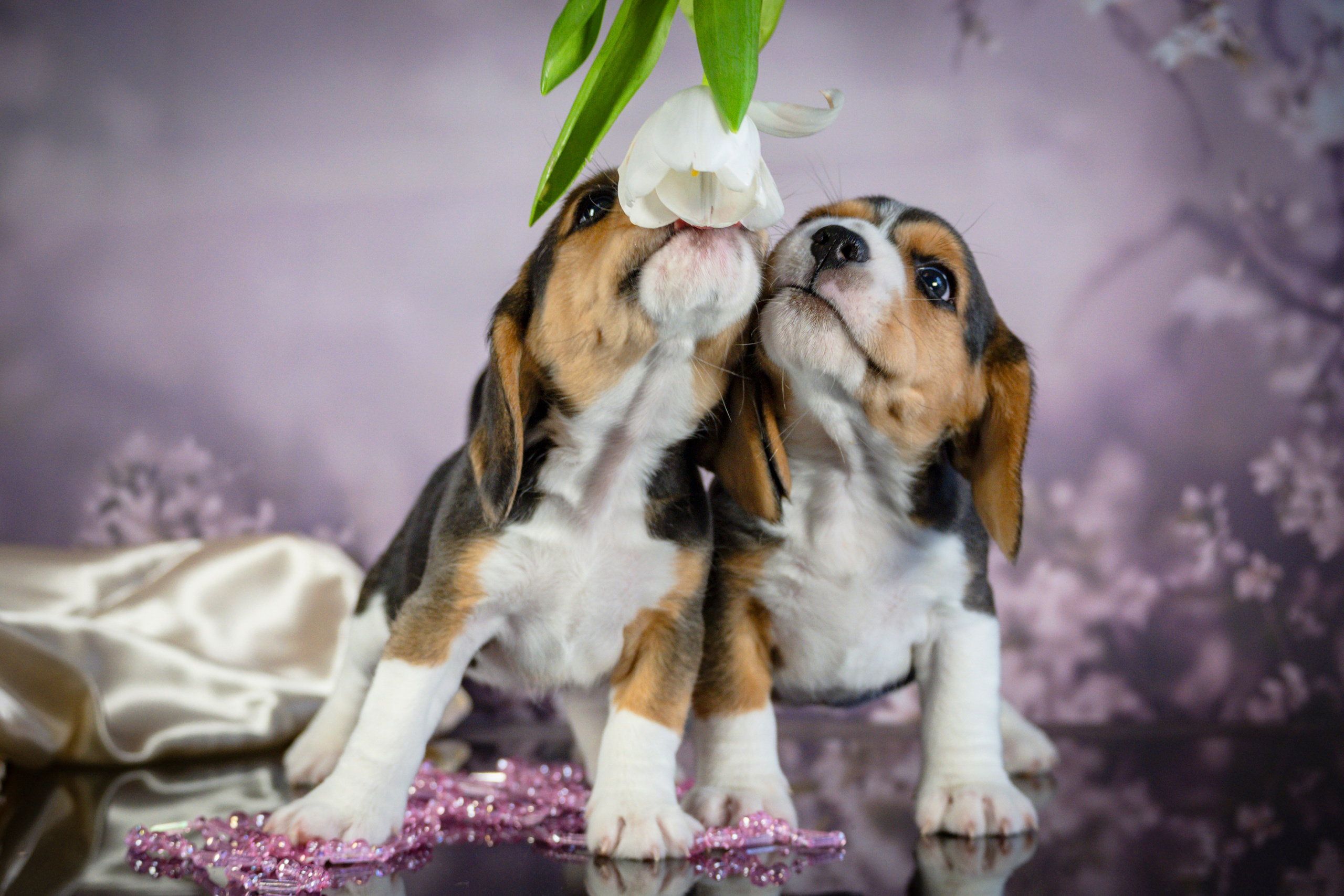 Фотосессия щенков бигля. Фотограф анималист в Санкт-Петербурге Таша Крейв