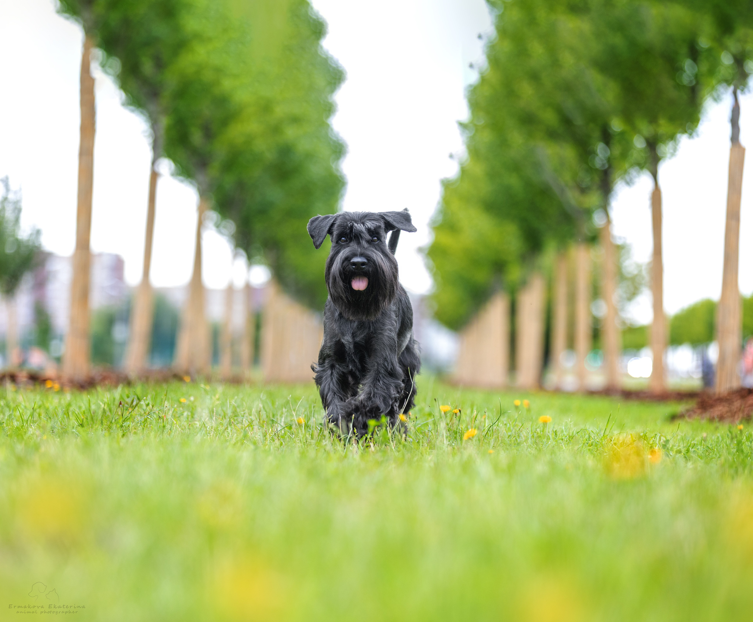 Репортажные съемки. Фотограф-анималист|Ермакова Екатерина
