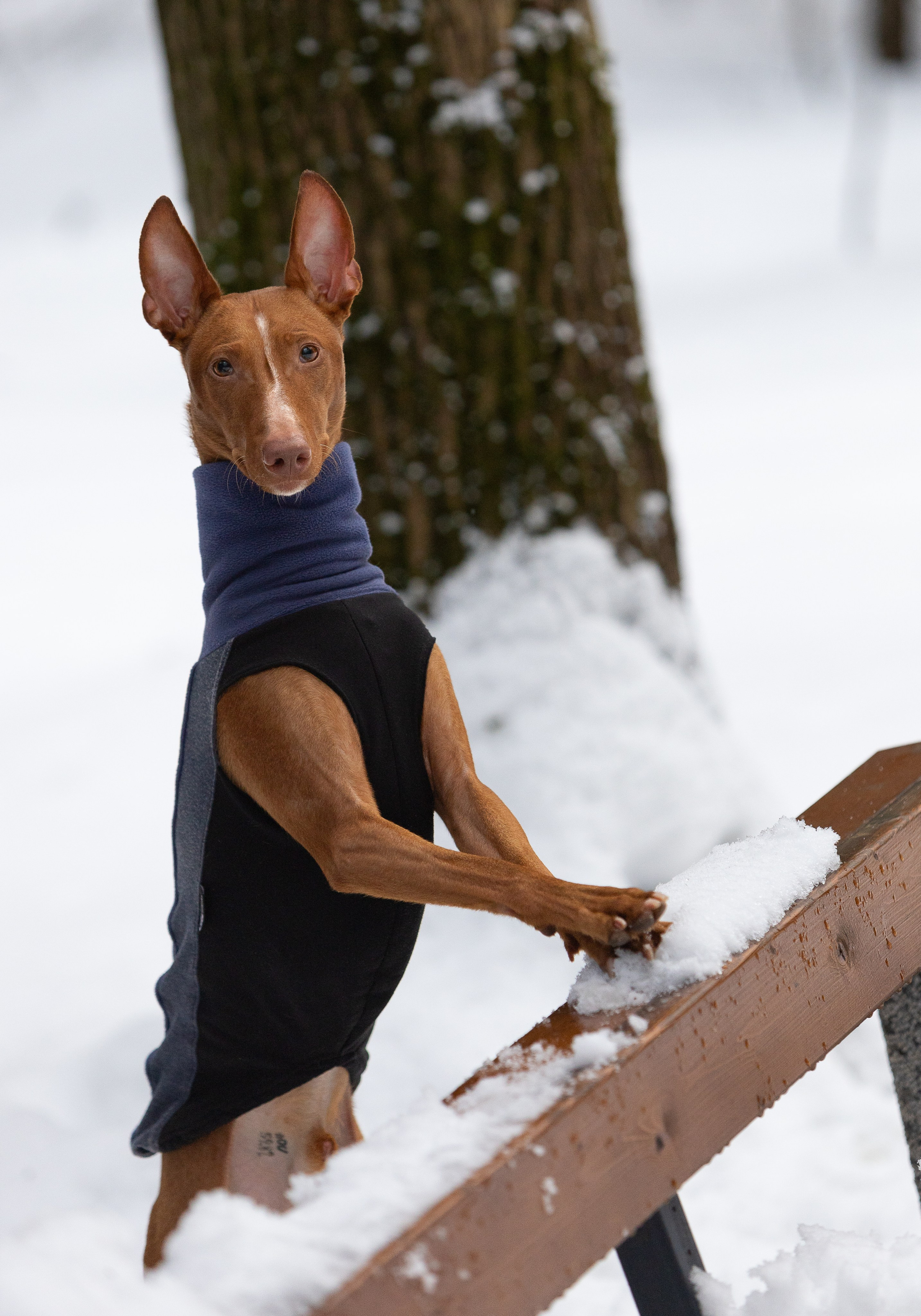 Веня и Рус. Фотограф-анималист в Москве, МО и Владимире