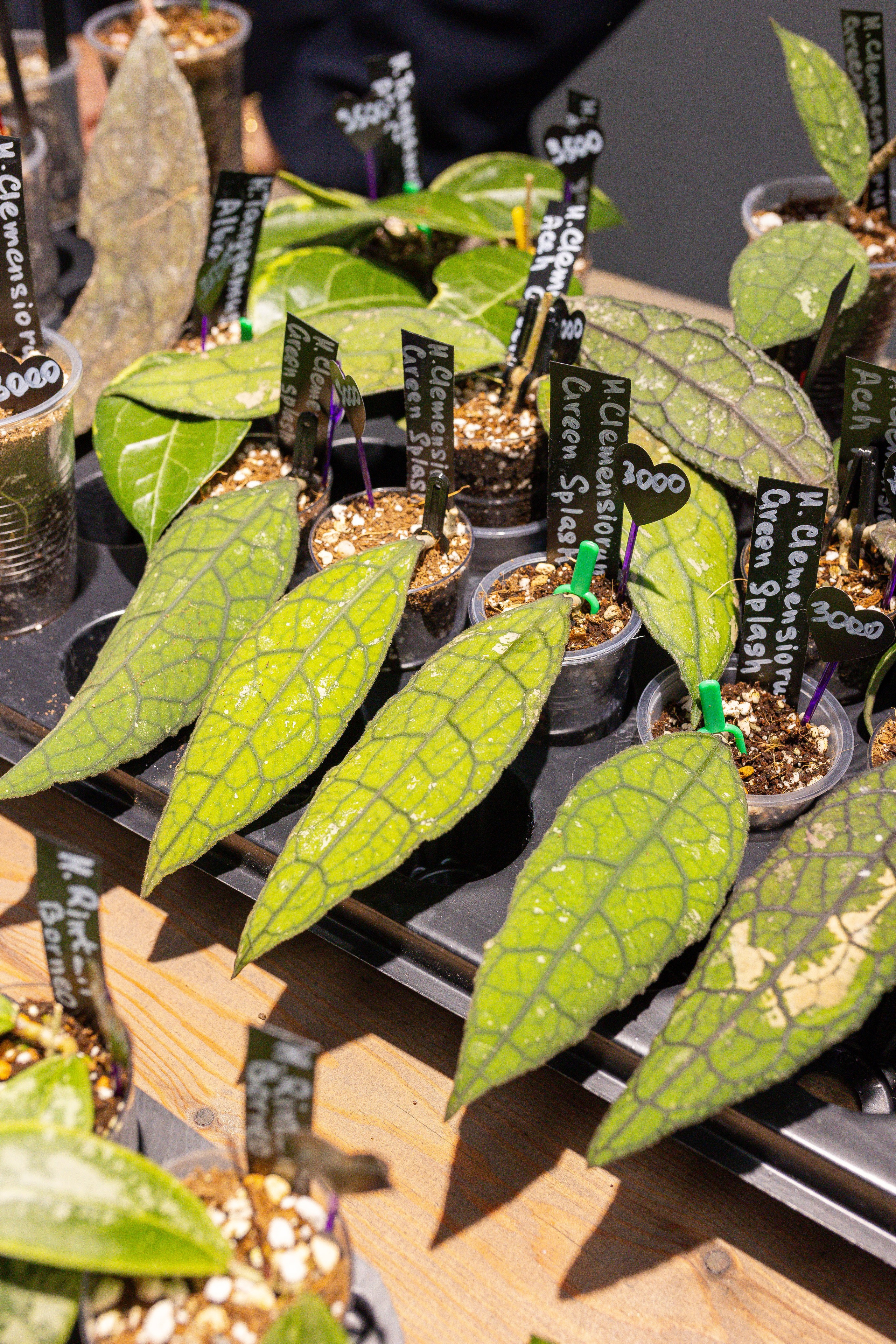 Ярмарка Green Rare 20.09.25. Александра Куликова фотограф, Москва