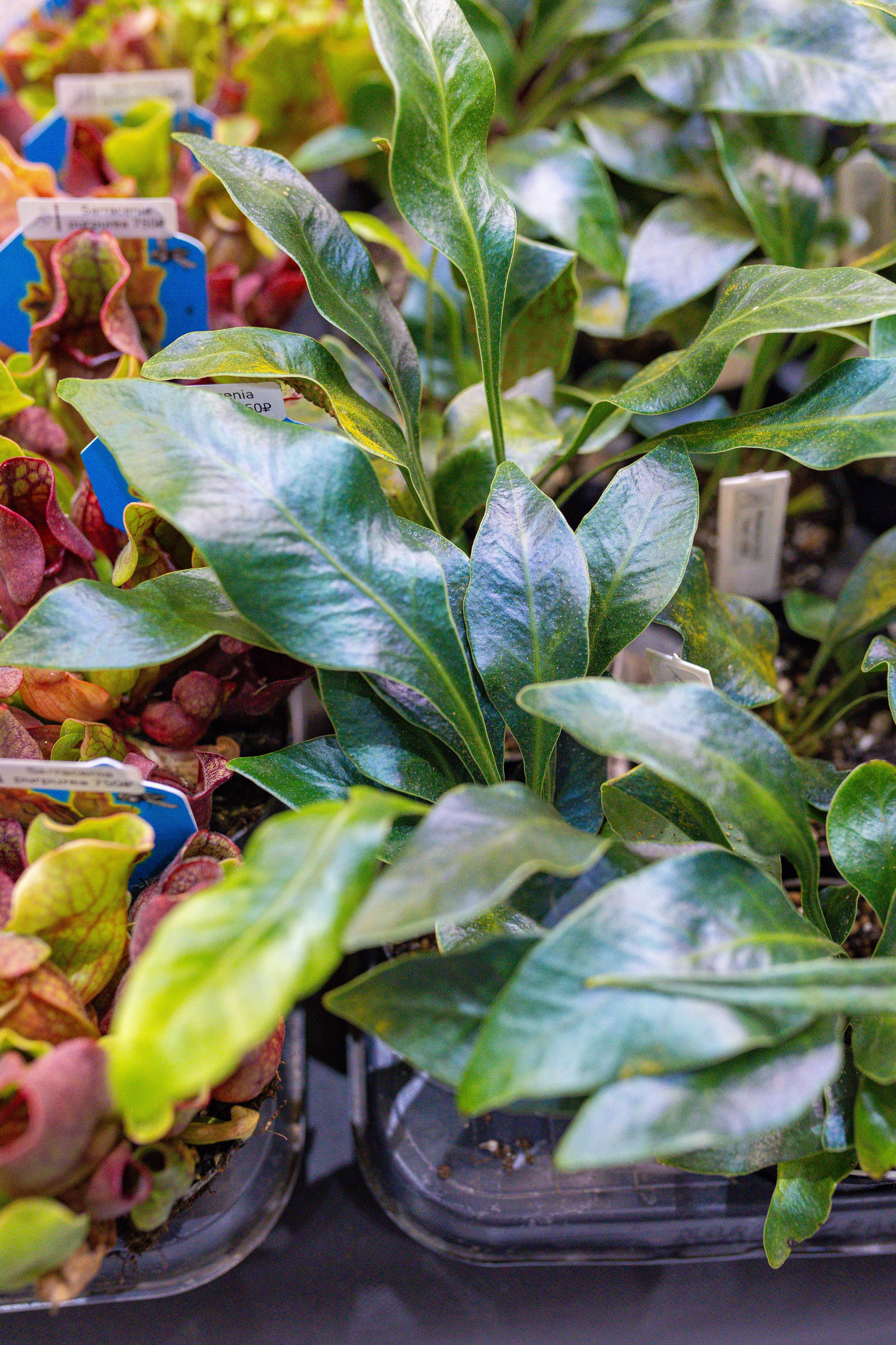 Орхидиум 12.2025. Александра Куликова фотограф, Москва