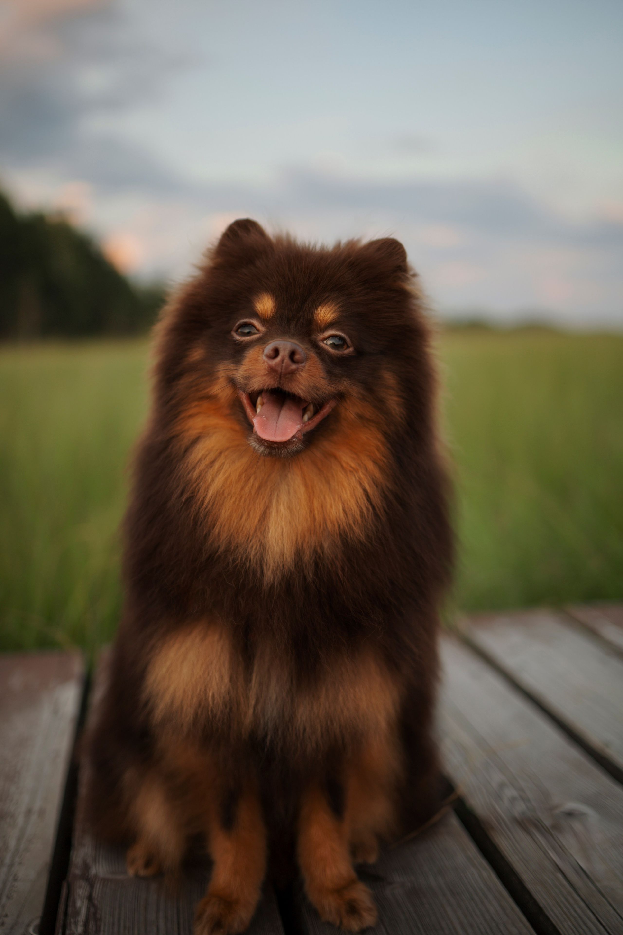 Сапфир и его семья. Фотограф-анималист в Санкт-Петеребурге Титова Алиса