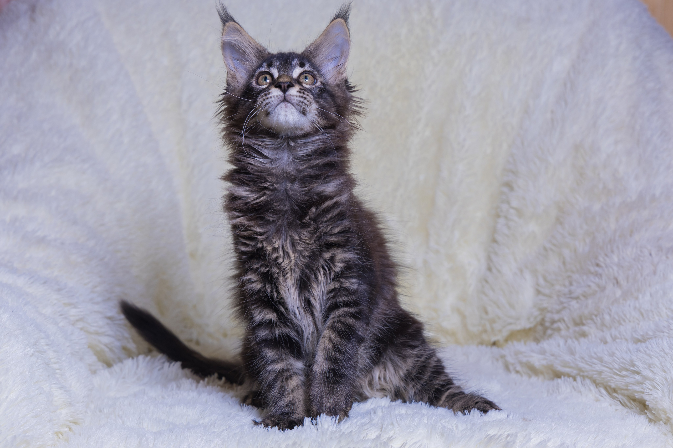 Котики. Photomantis