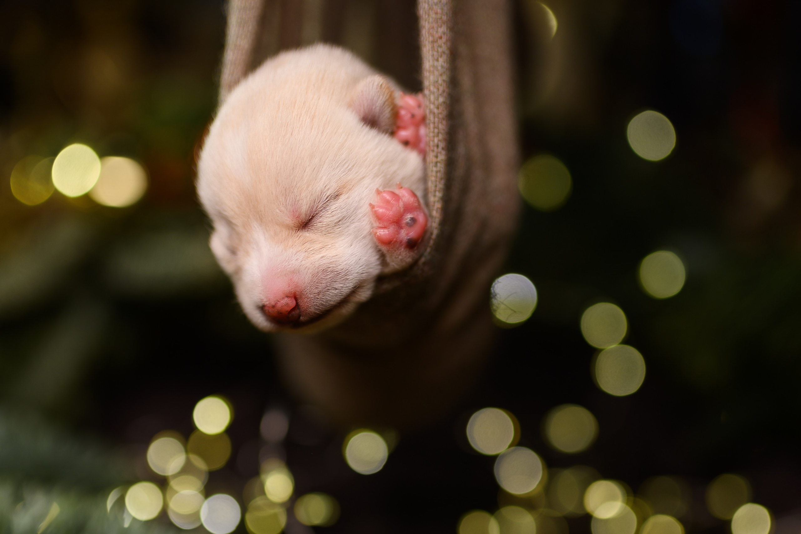 Мамесиба. Фотограф анималист в Москве Ольга Агушева