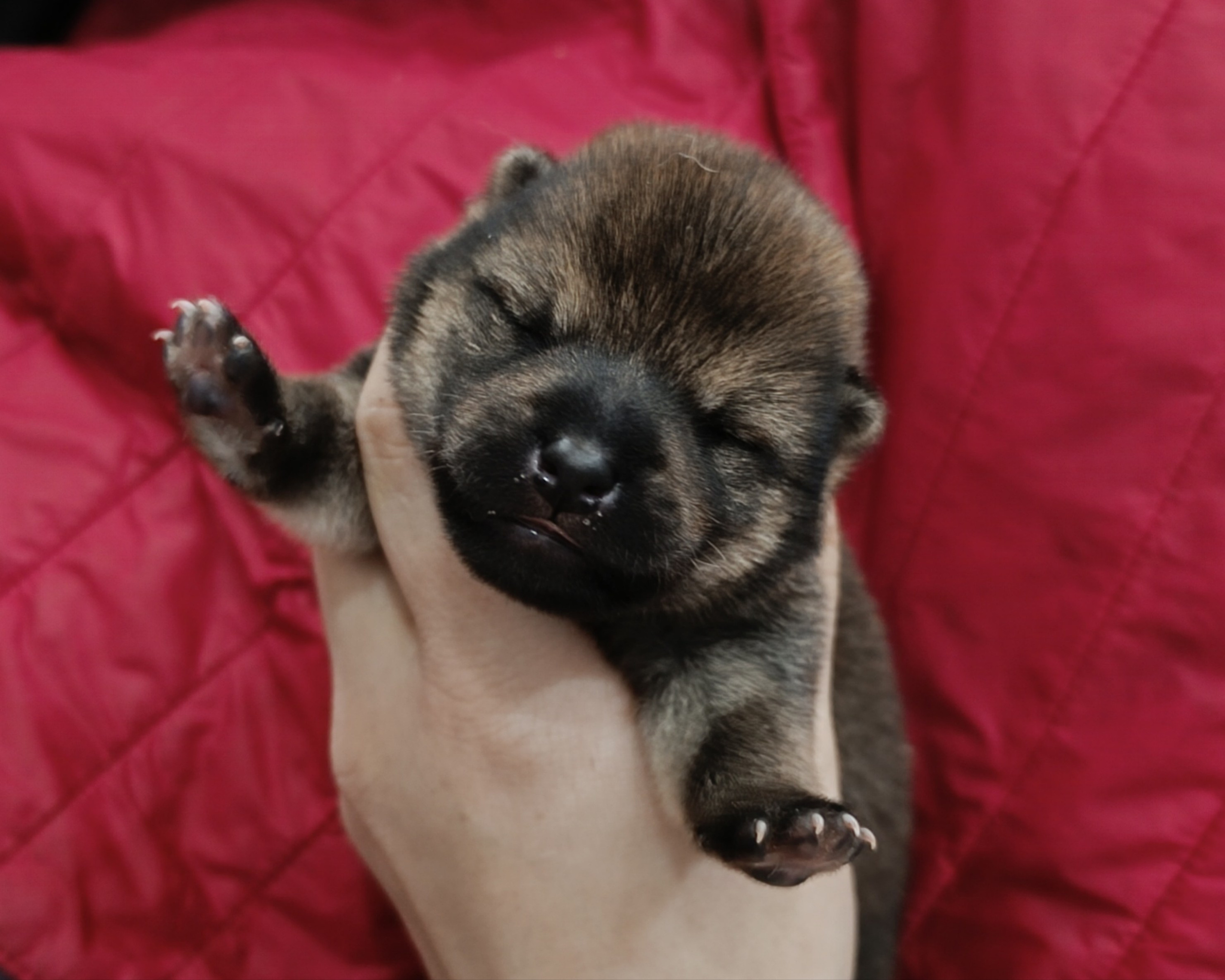 сиба питомник Рубилайт щенки на продажу rubylight  сиба щенки купить СПб Санкт-Петербург 