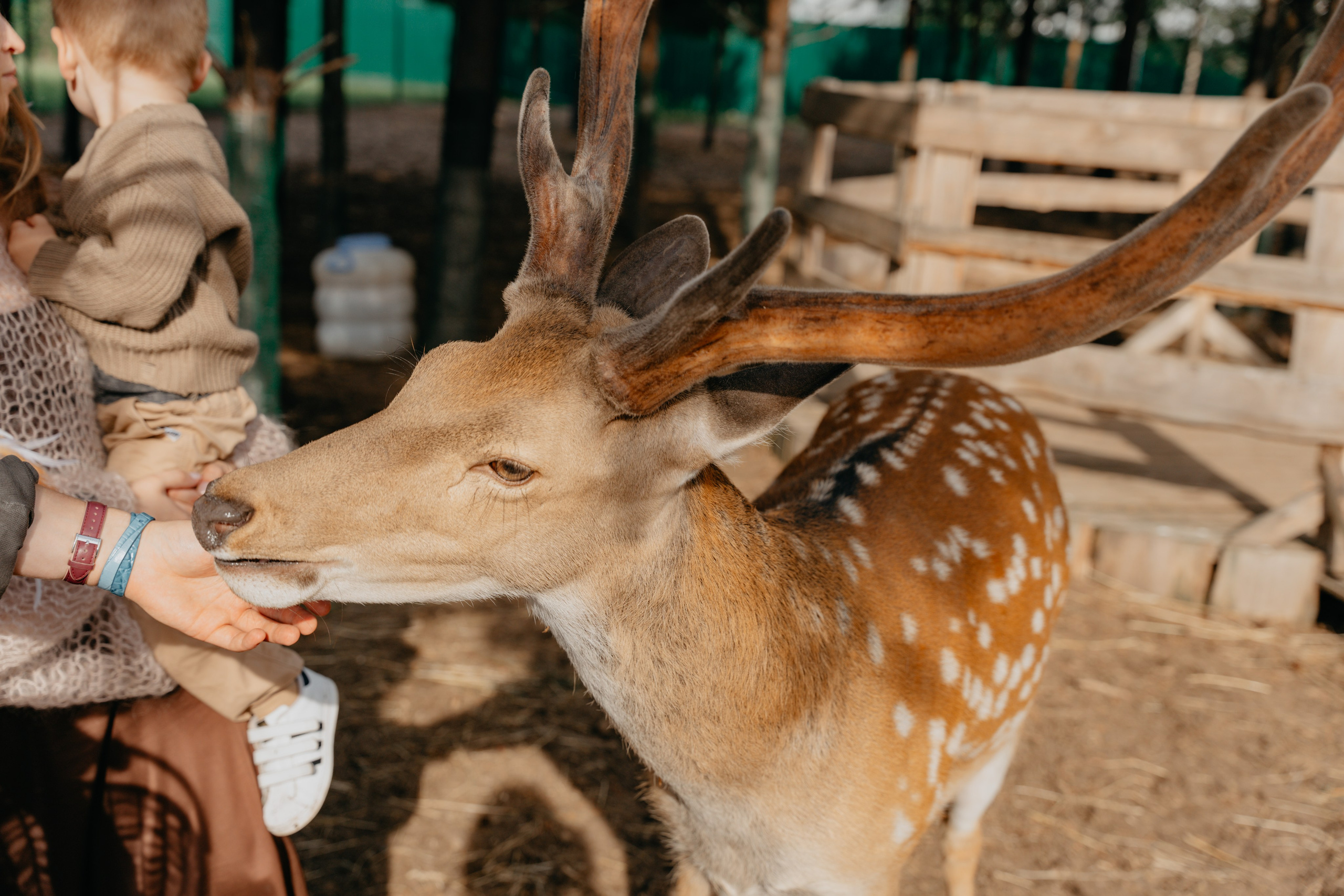В гости к оленям