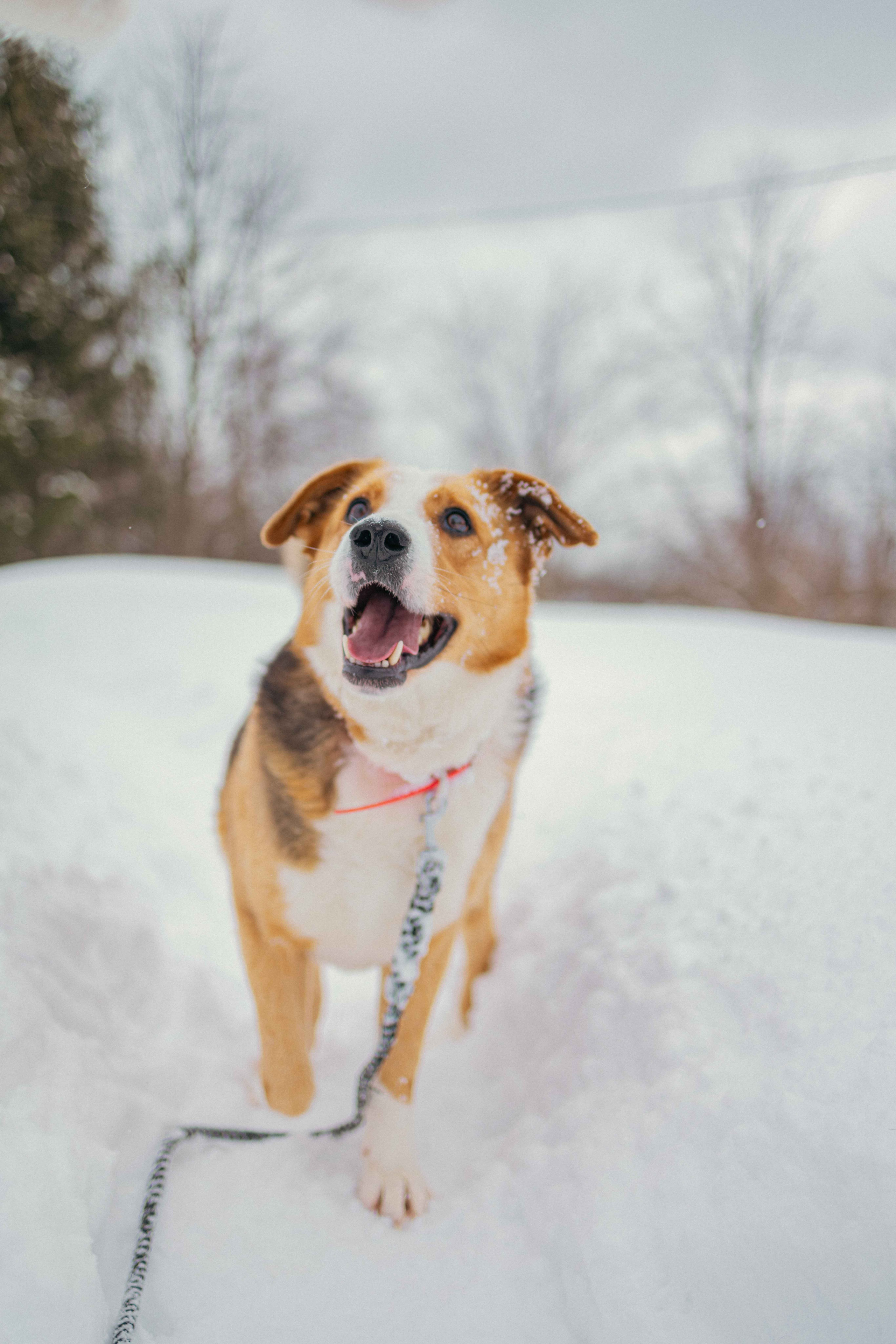 Петя. Фотограф-анималист в Москве Лера Черноног