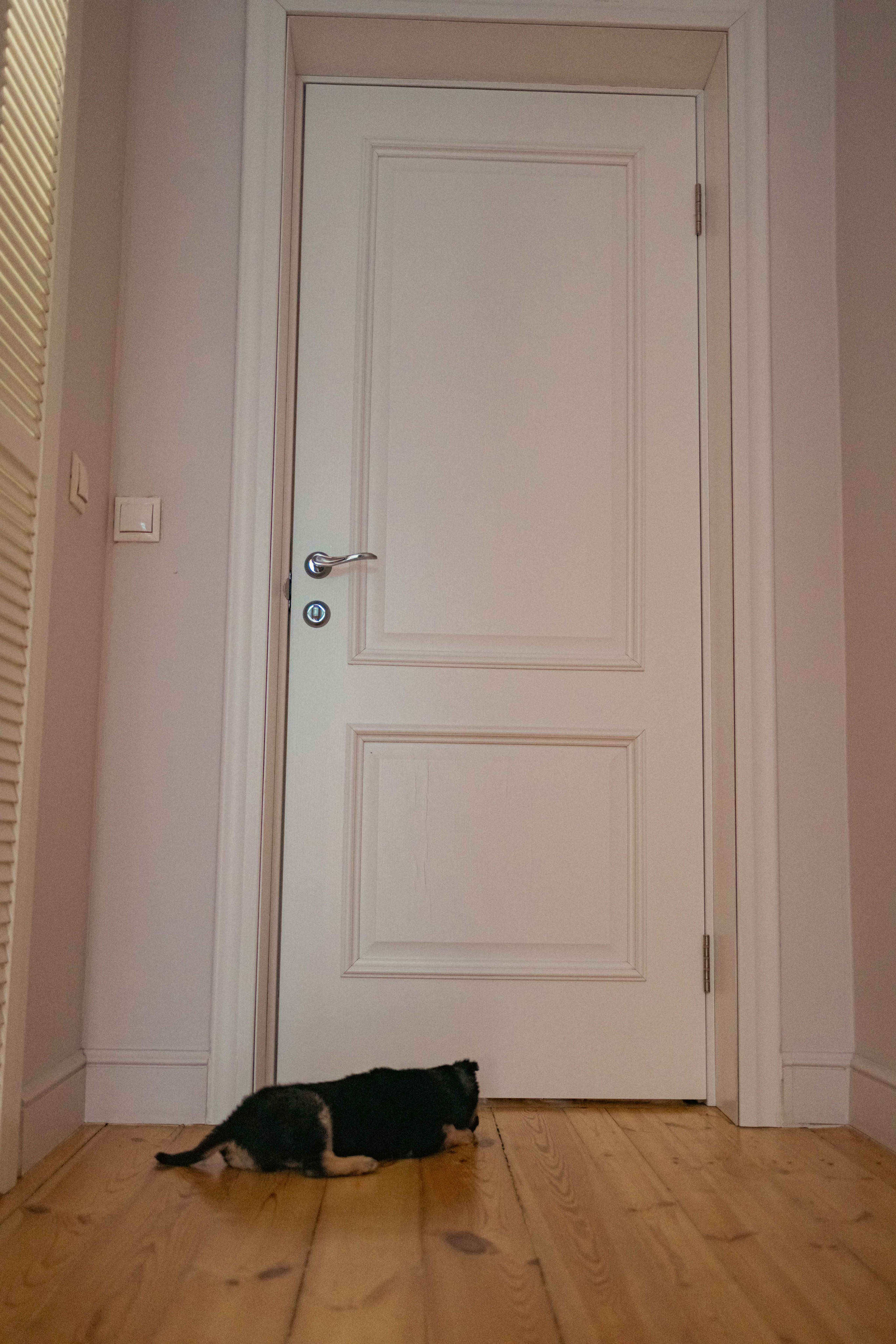 Пеппа. Фотограф-анималист в Москве Лера Черноног