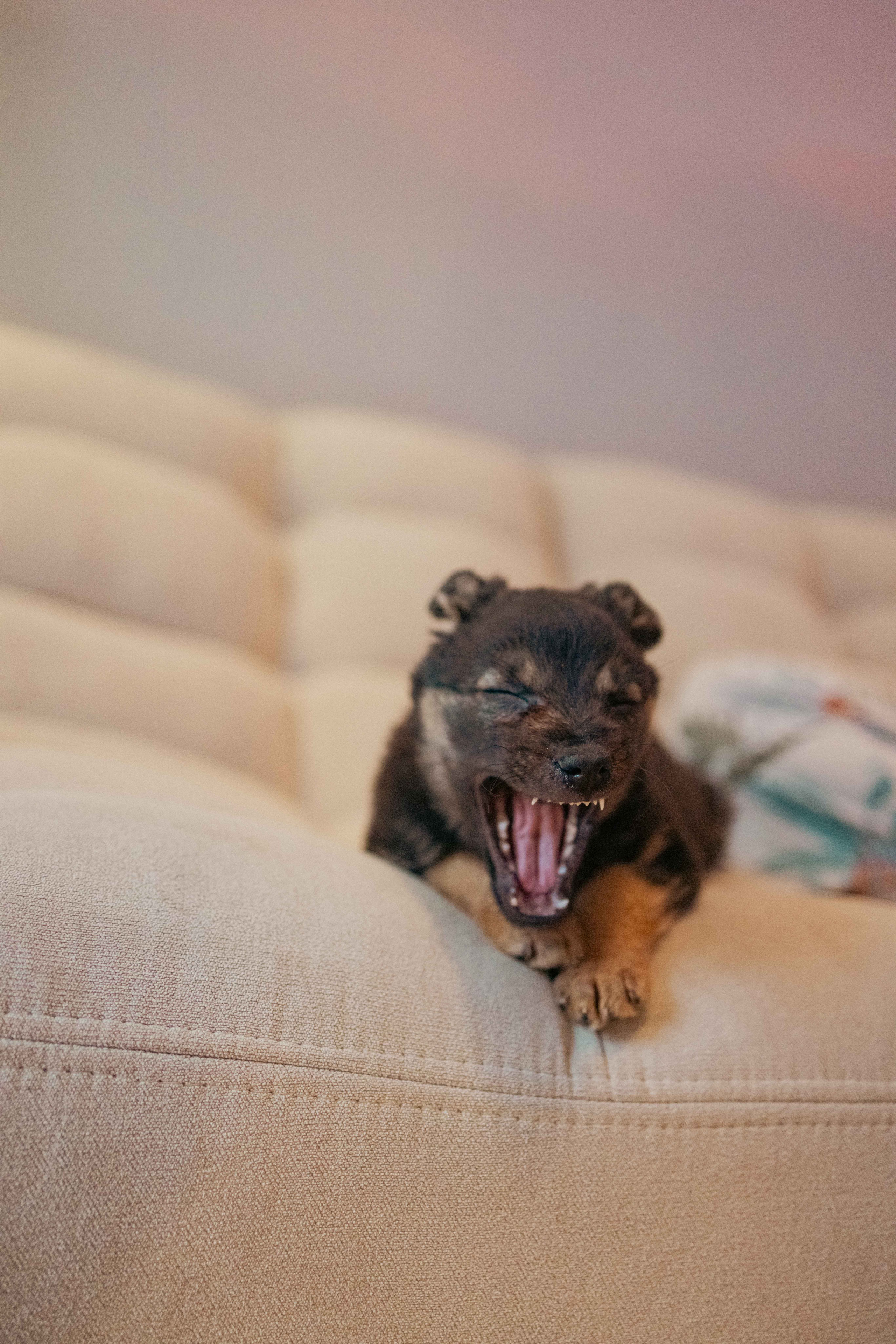Пеппа. Фотограф-анималист в Москве Лера Черноног