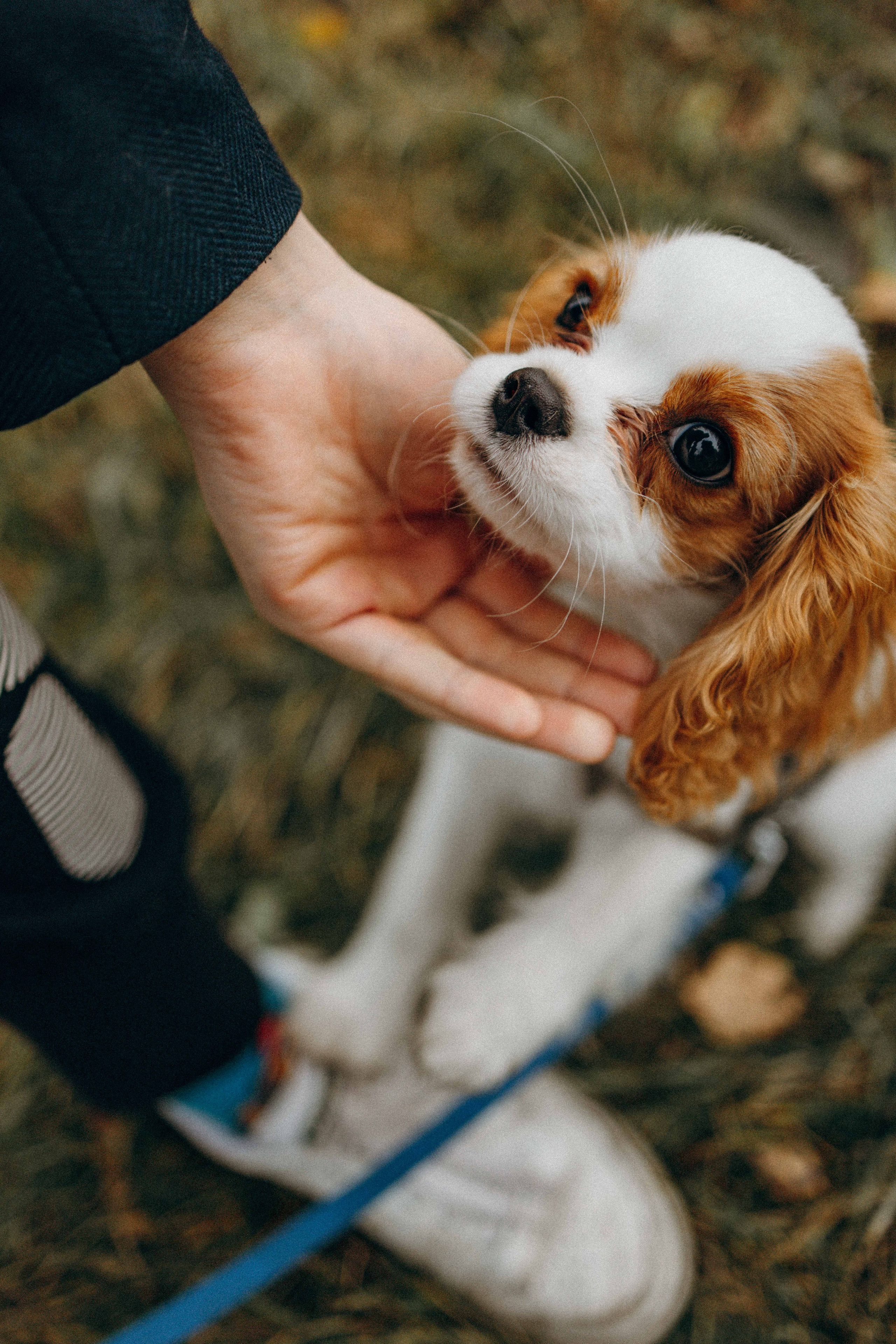 Юля и Кипр. Фотограф-анималист в Москве Лера Черноног