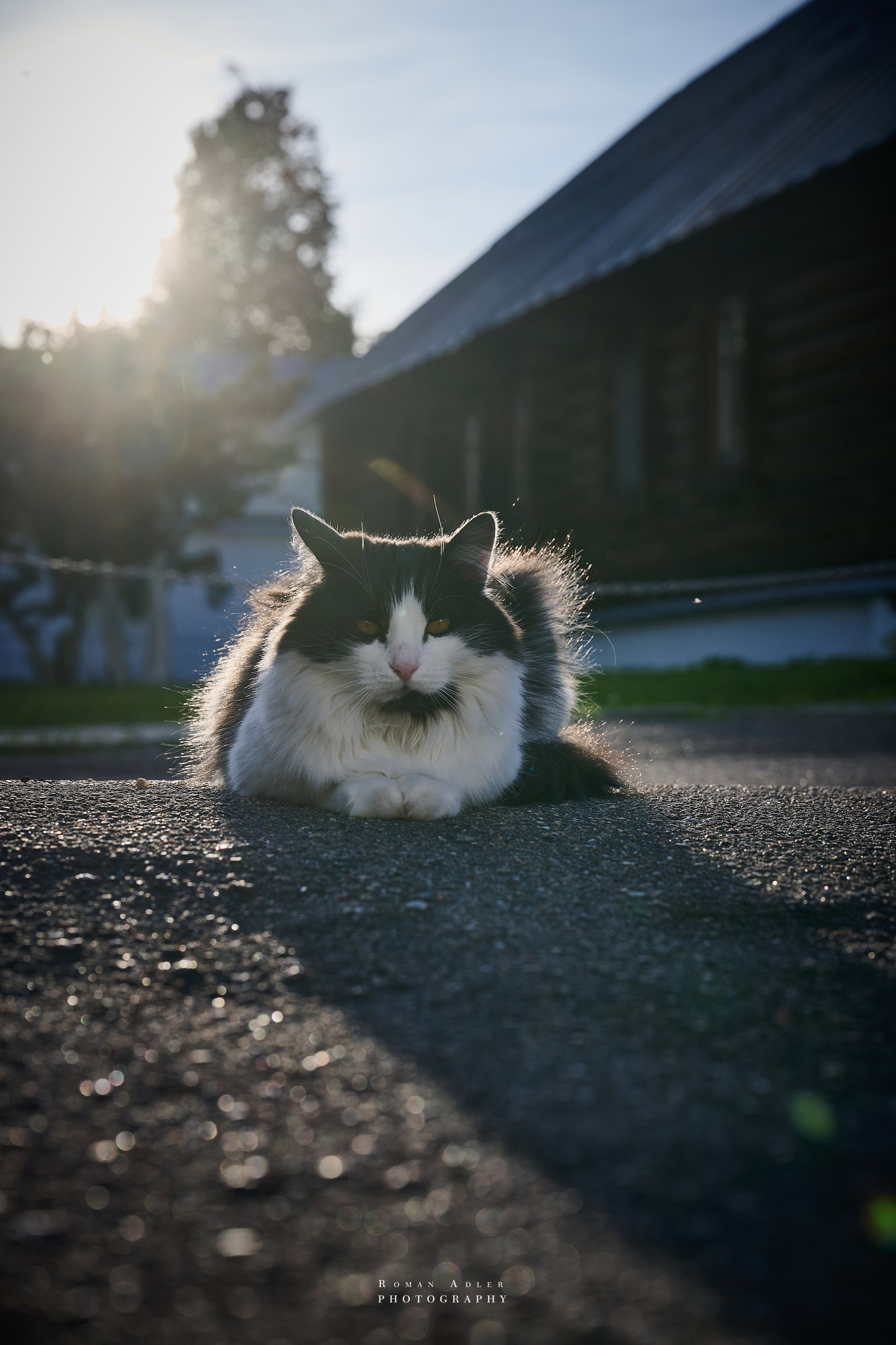 Суздаль. Июнь 2025. Фотограф Роман Адлер