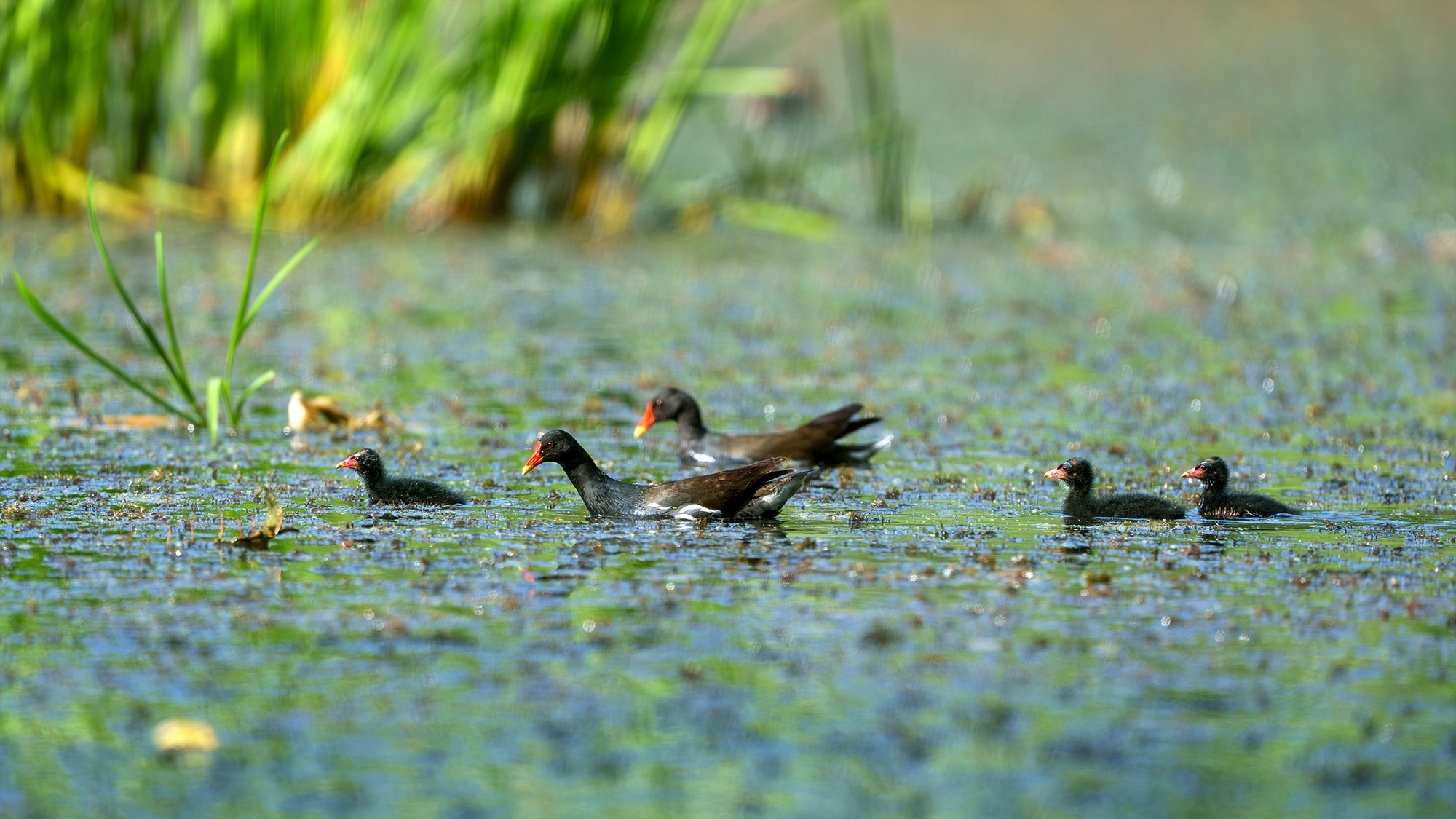 Удивительные мир птиц. Вокруг нас столько прекрасного — присмотритесь!. Ваш личный фотограф Марина Волкова