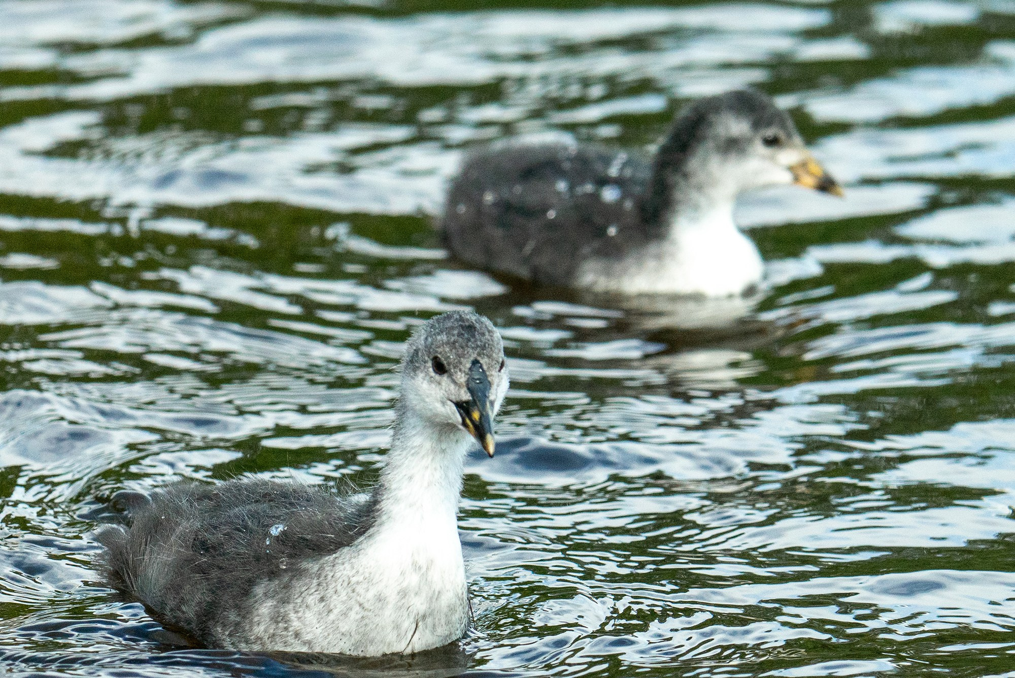 Удивительные мир птиц. Вокруг нас столько прекрасного — присмотритесь!. Ваш личный фотограф Марина Волкова