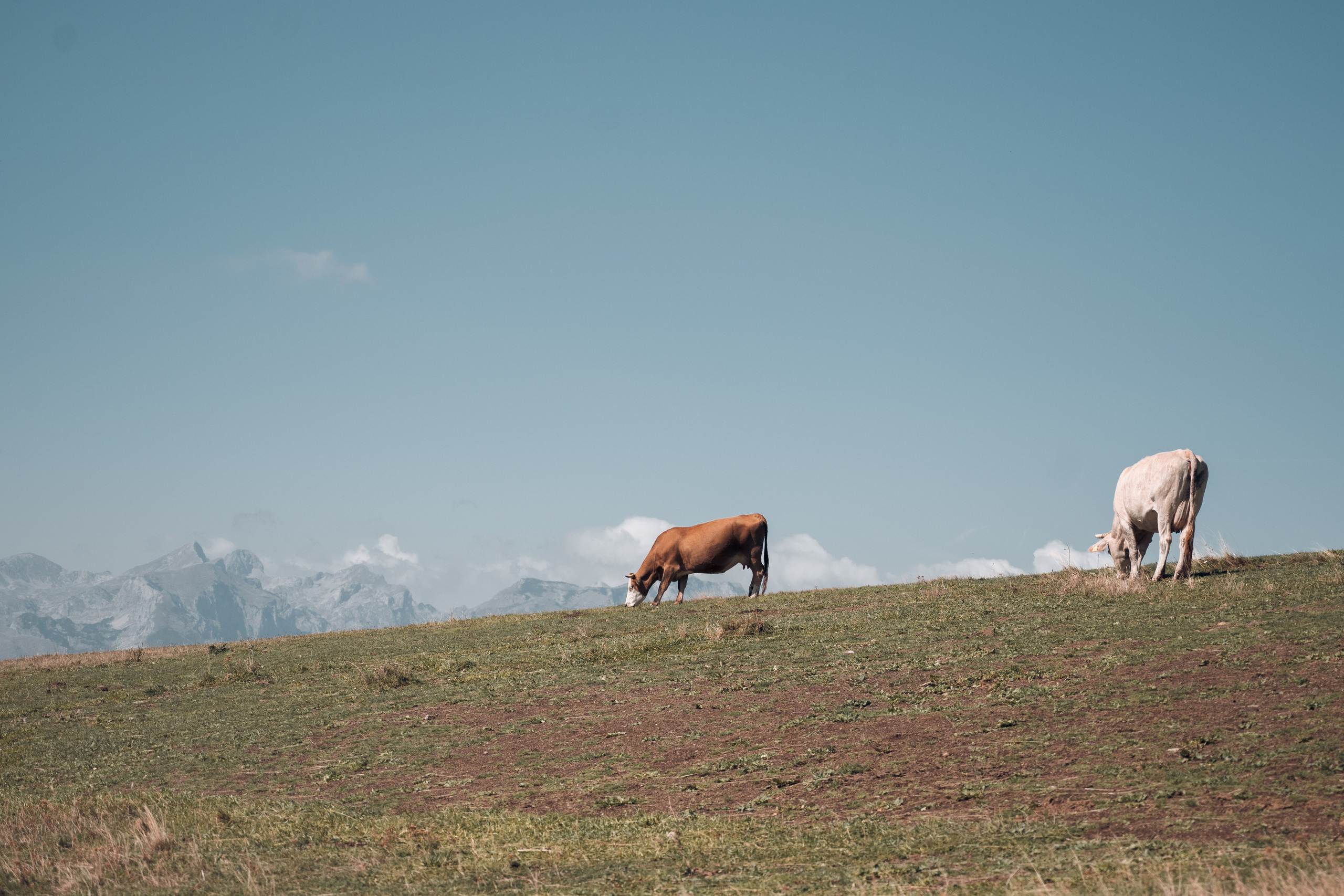 ПРУТАЖ. ЧЕРНОГОРИЯ. Фотограф в Белграде Чугреева Елена
