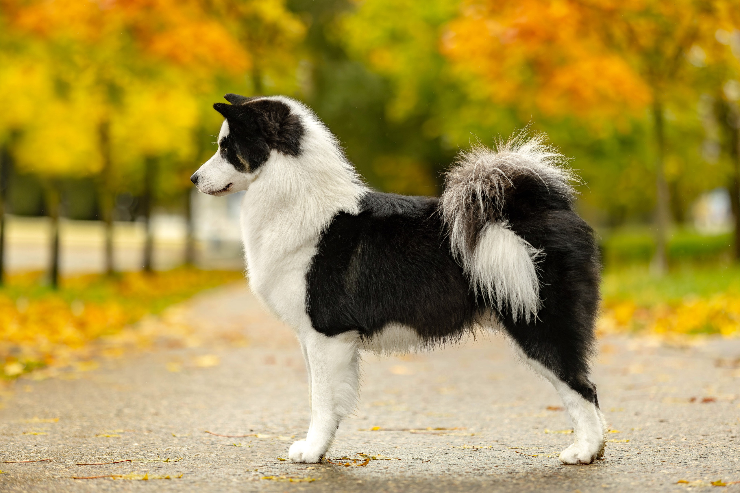 Якутская Лайка Гард. Https://moshkovaphoto.ru/