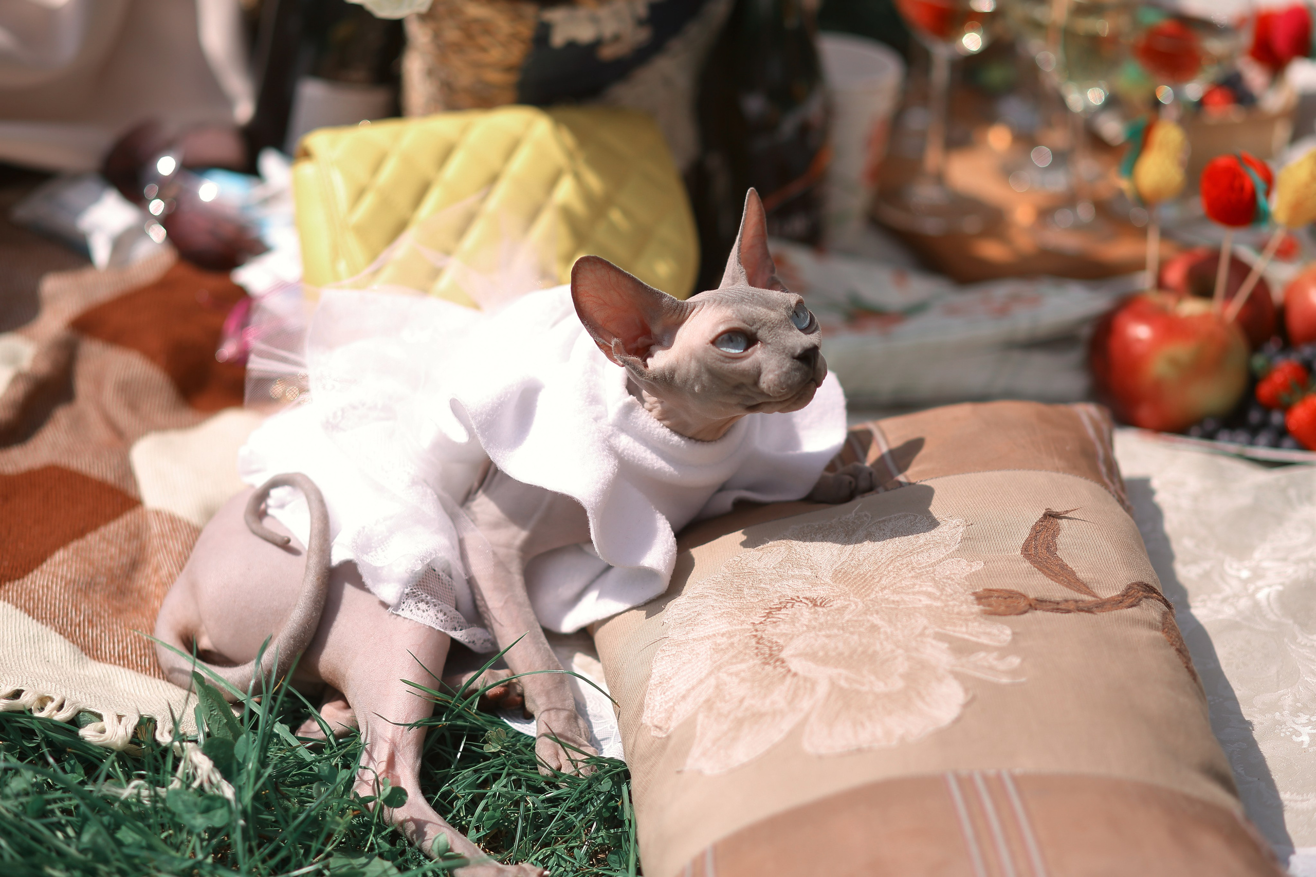 Французский пикник. Фотограф ваших самых ярких событий в Москве и СПБ. Збронская Юлия