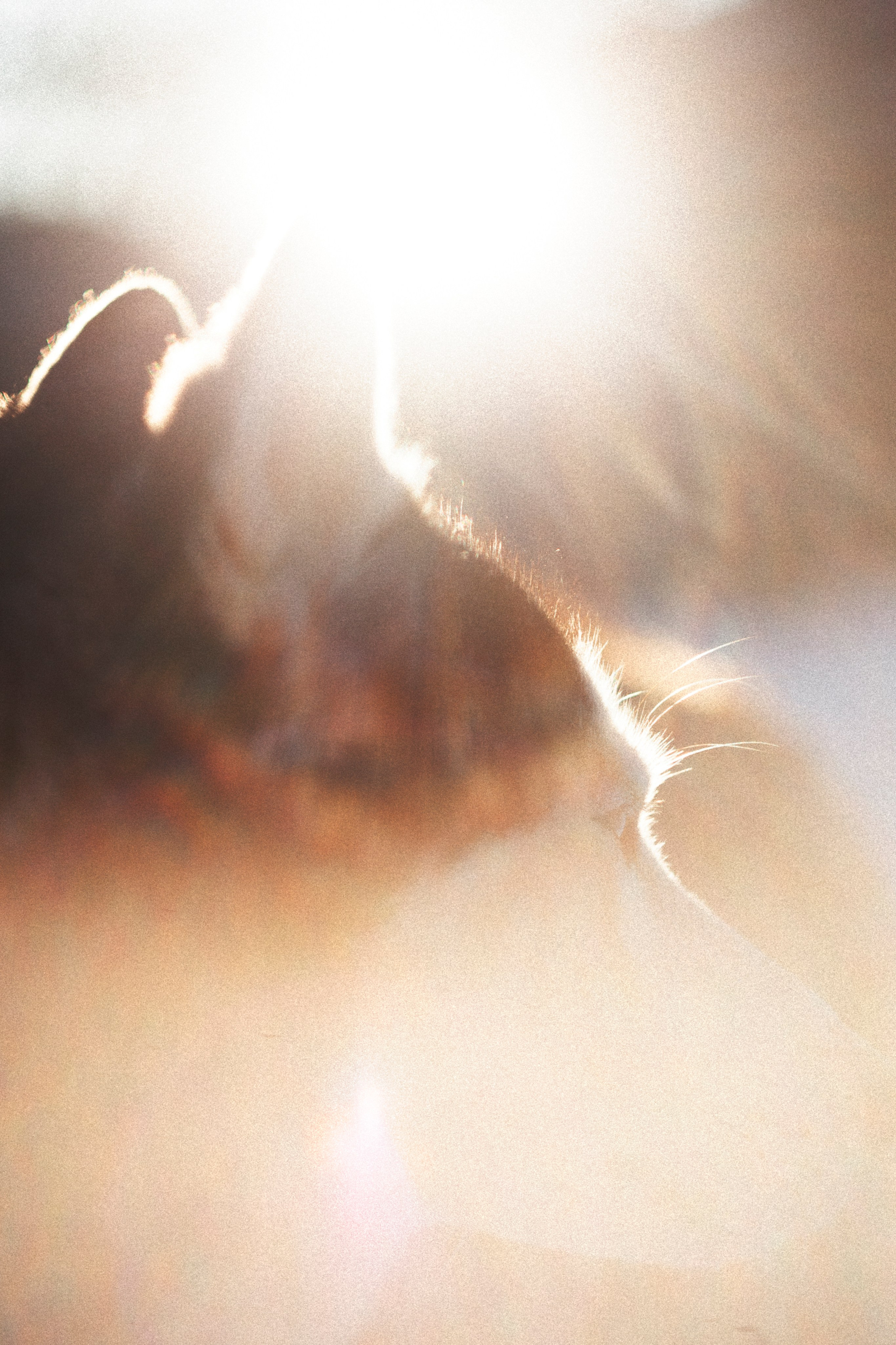 В Алексеевском саду. Фотограф Адигамова Юлия в Петербурге