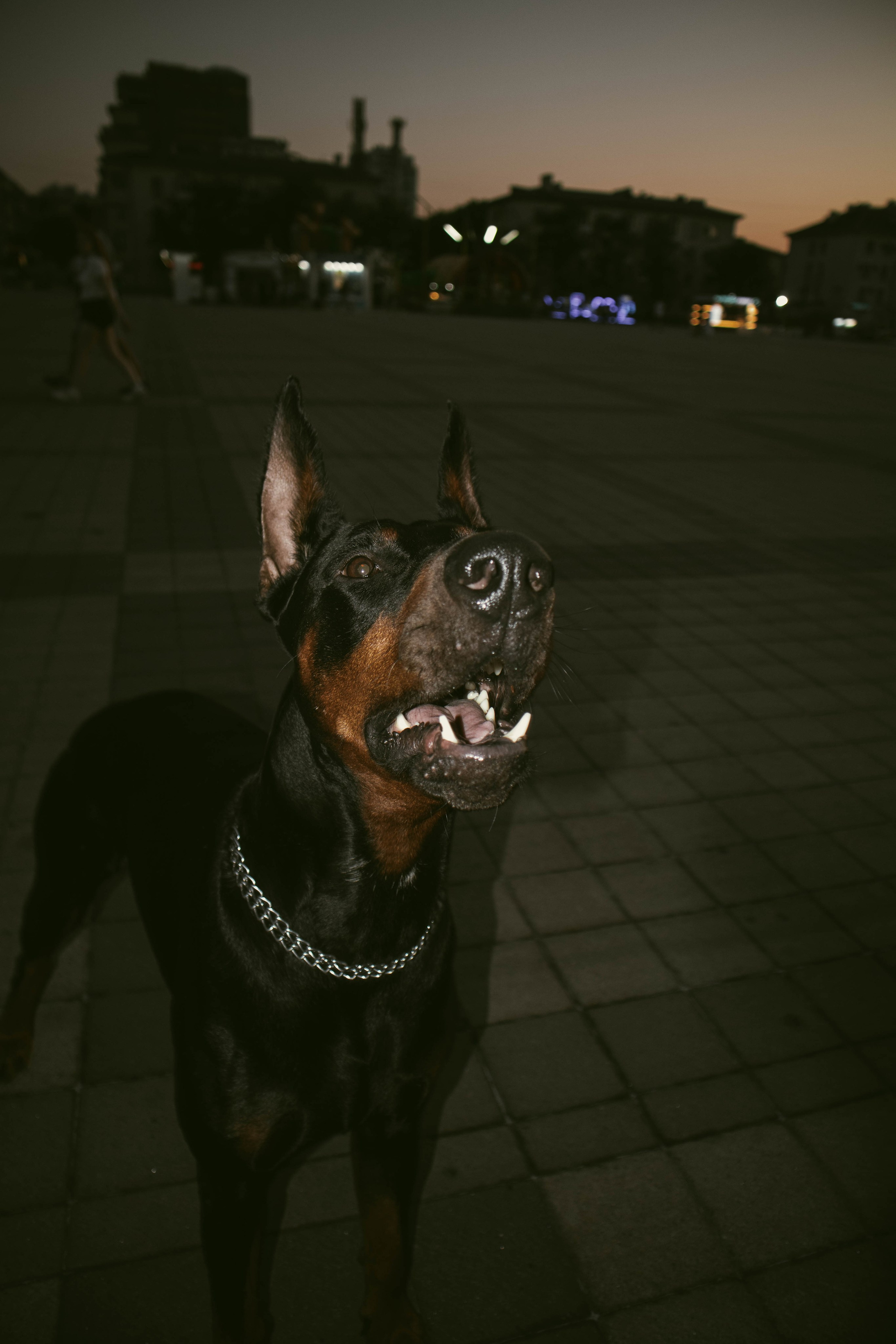 «Жизнь в ритме шага: пара с доберманом». Уличный фотограф Города N