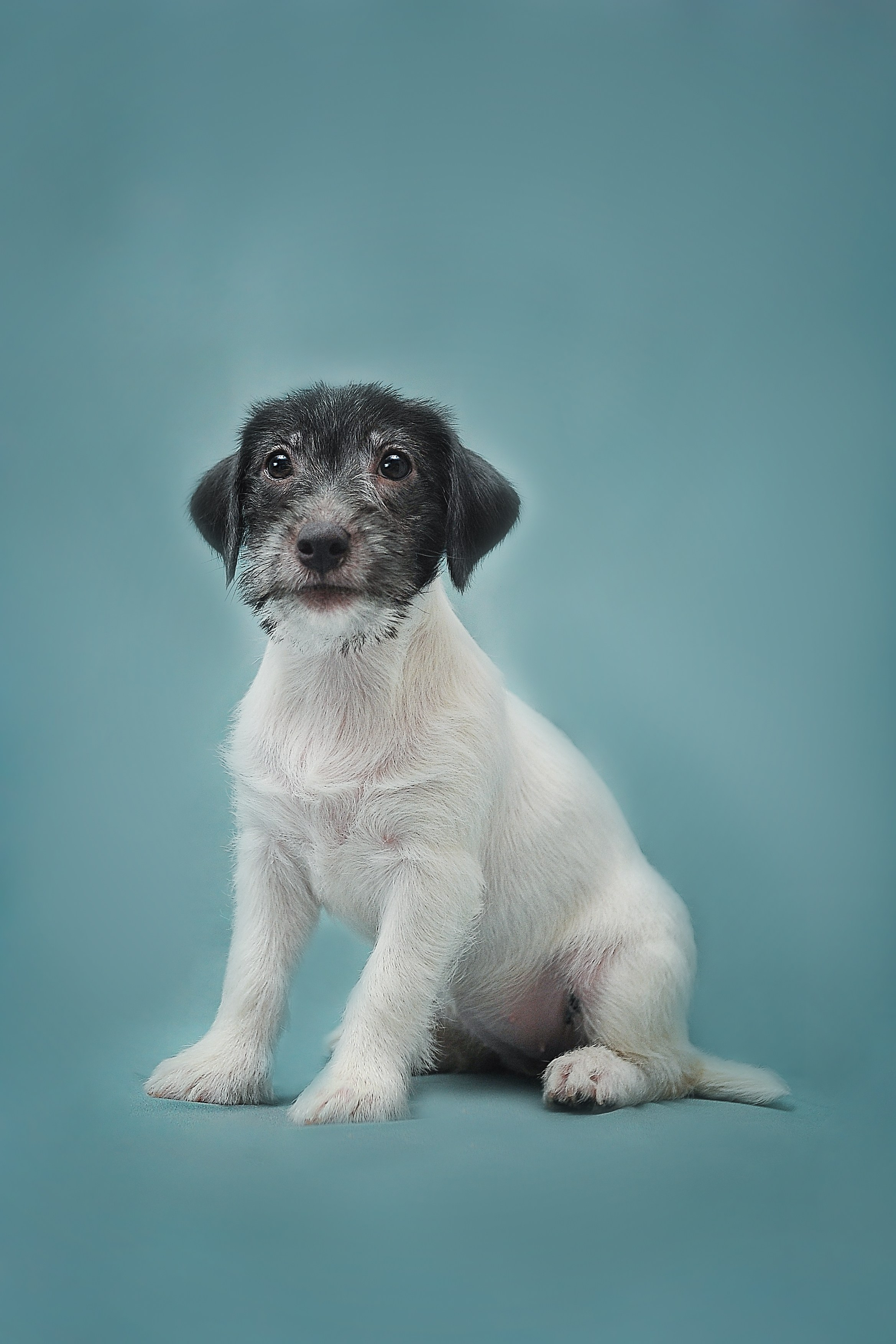 Фотосессия животных в Ижевских, фотограф животных. Детский, семейный фотограф в Ижевске и Москве Аксинья Лысенкова ADEN