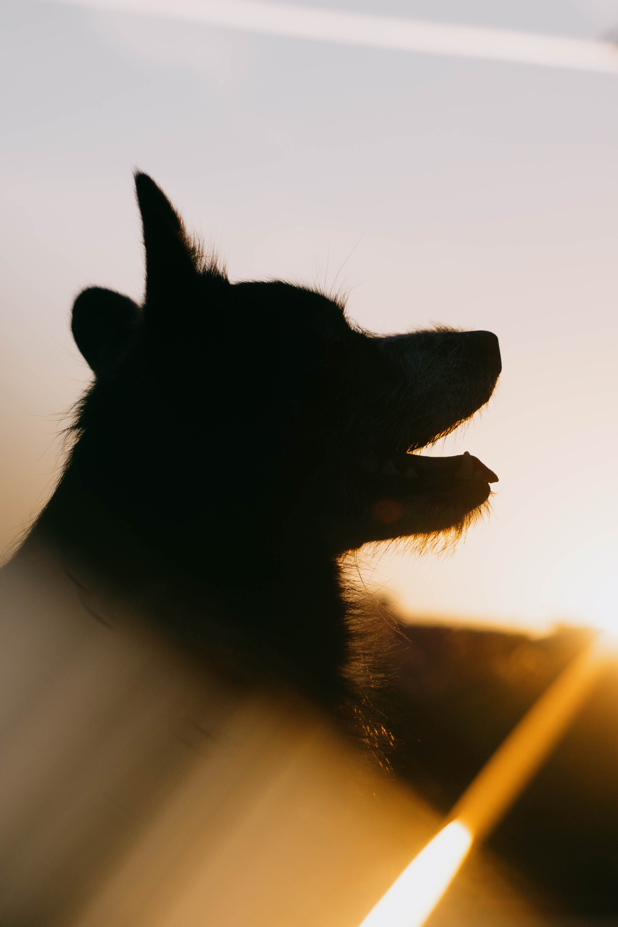 Даша и Тюбик. Фотограф-анималист Ксения Воробьева, Москва