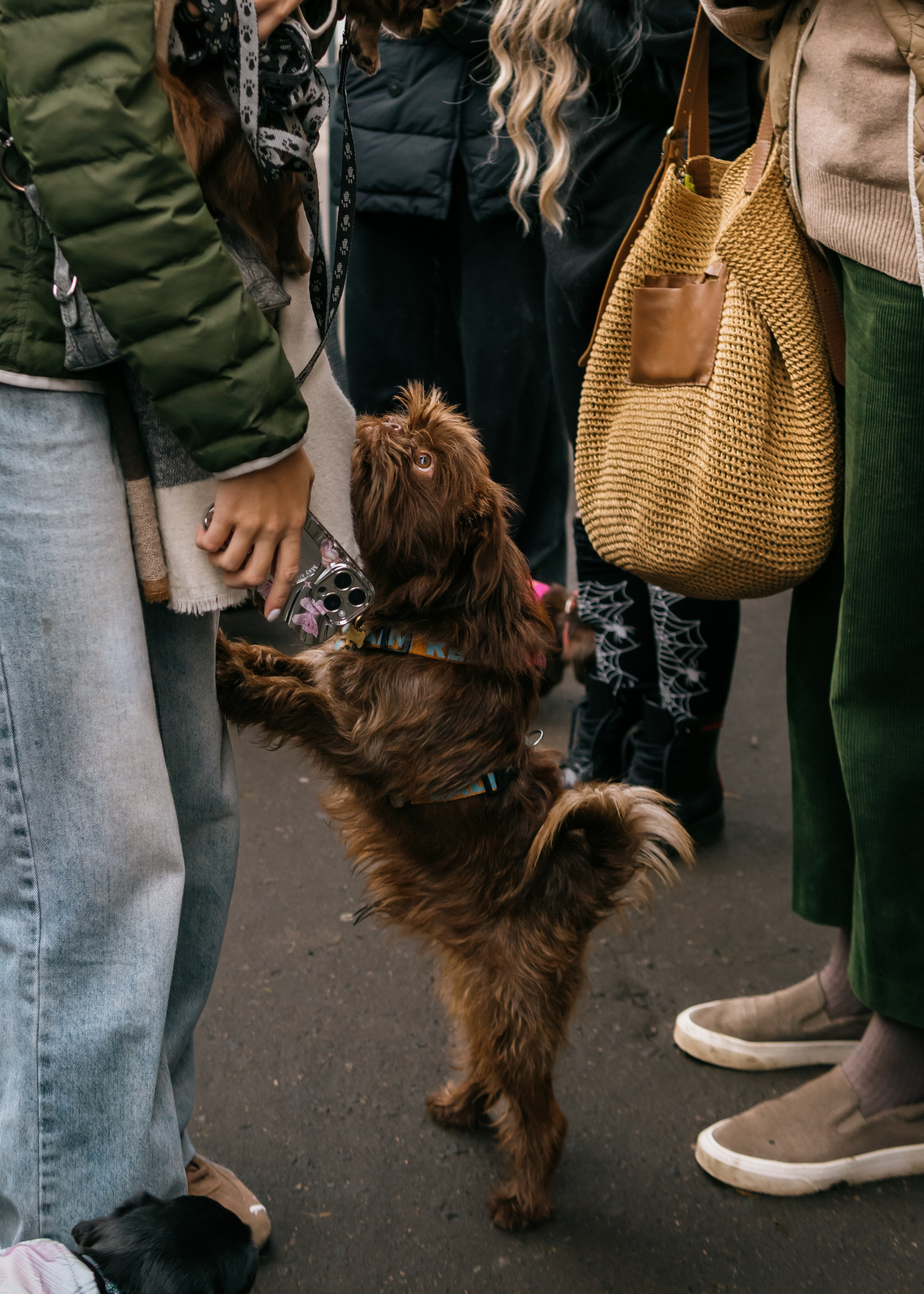 Тематическая встреча породников «Griffween». Фотограф-анималист Ксения Воробьева, Москва