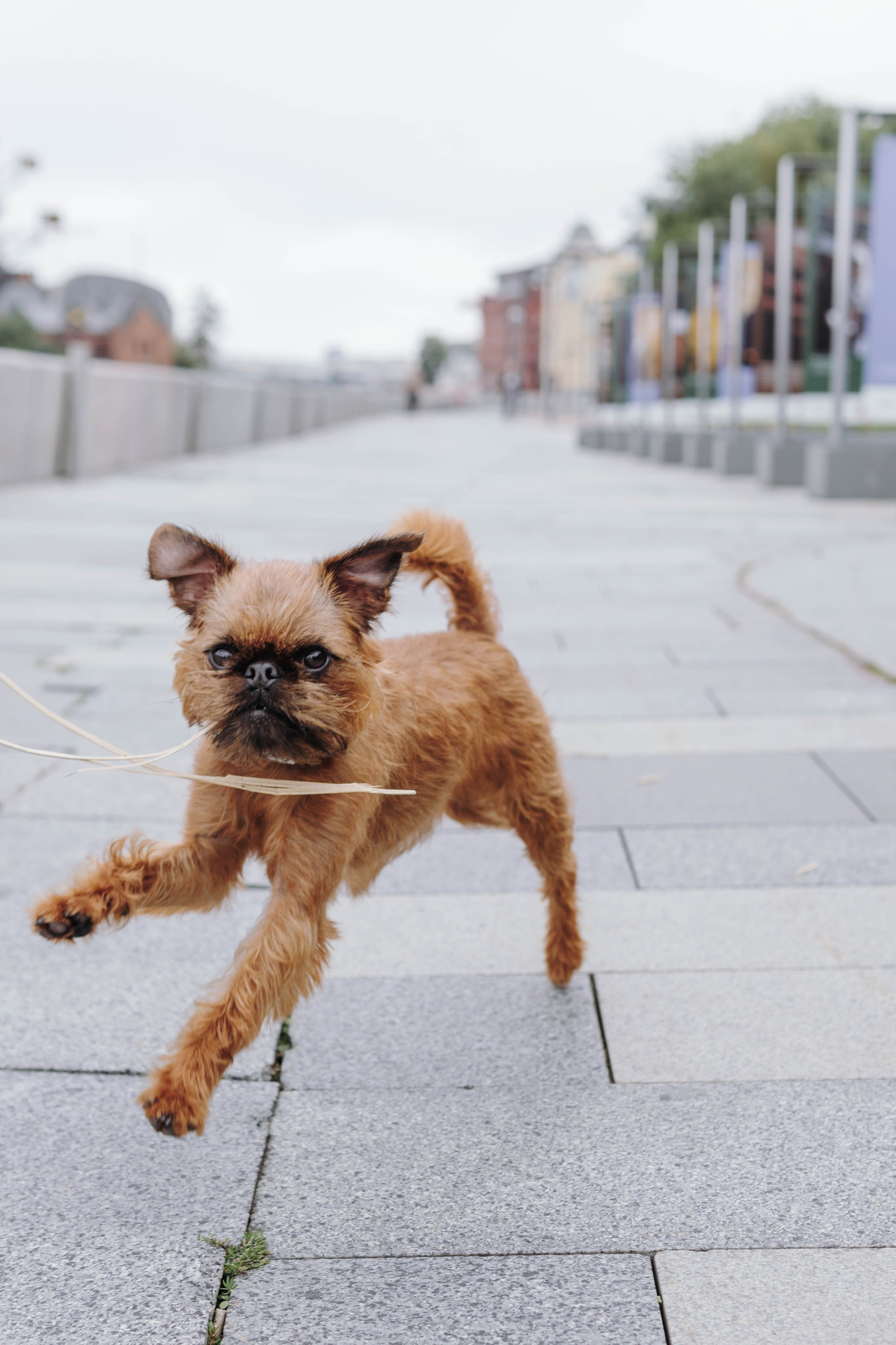 Наташа, Сережа и Хавьер. Фотограф-анималист Ксения Воробьева, Москва